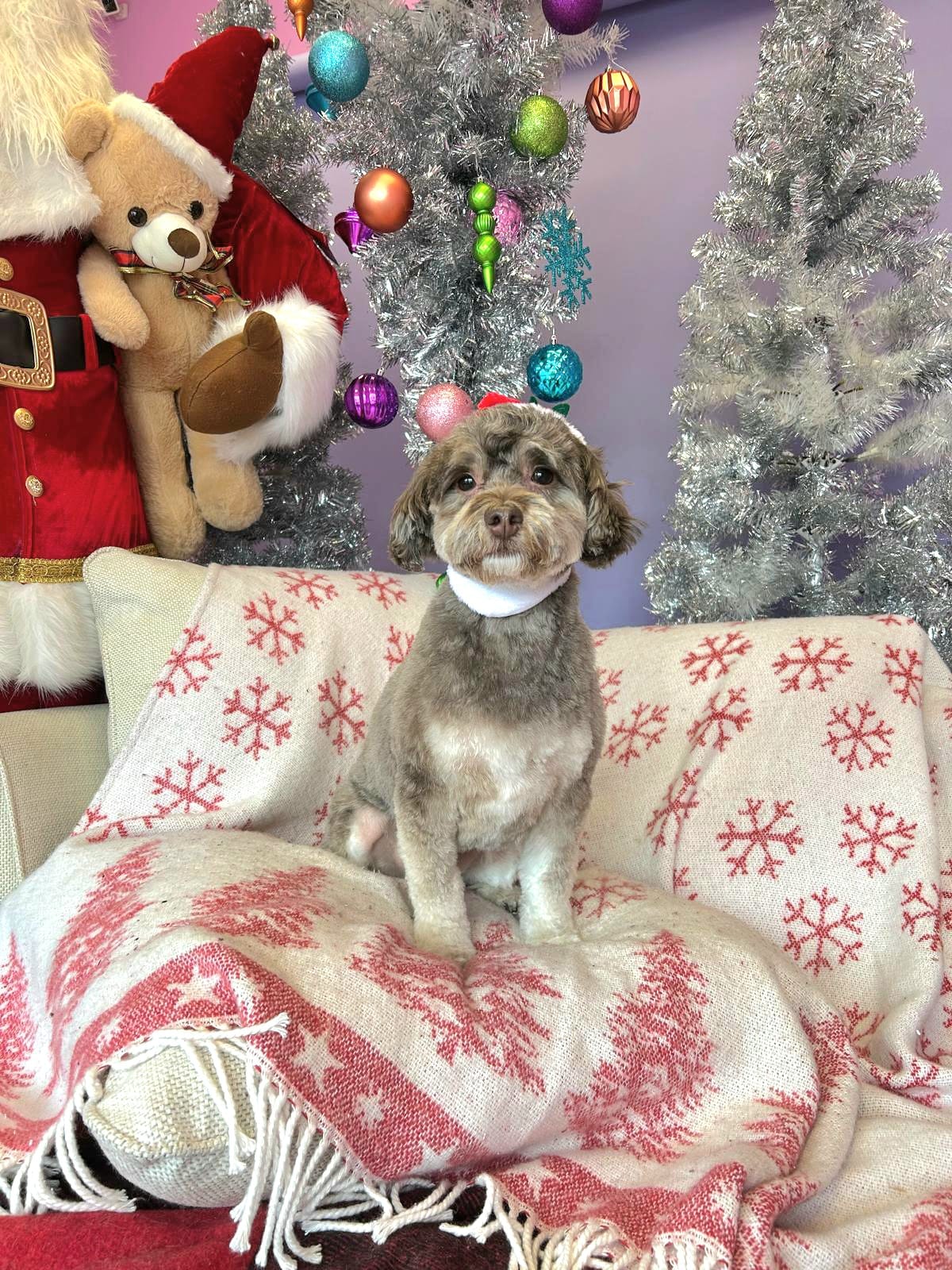 christmas dog 326