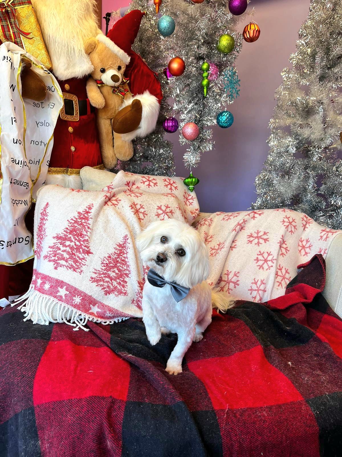christmas dog 295