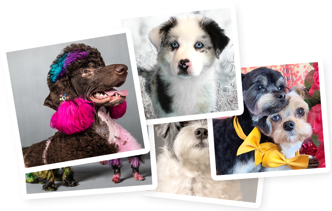 Pet Expo