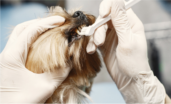 Doggy Dentist
