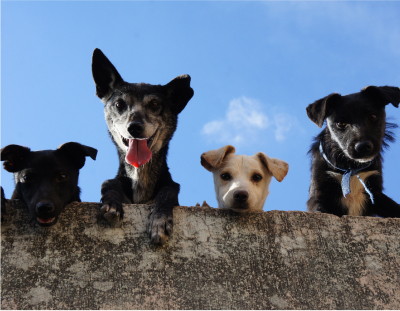 Puppy Love Daycare