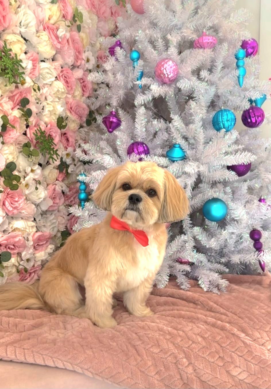 dog christmas
