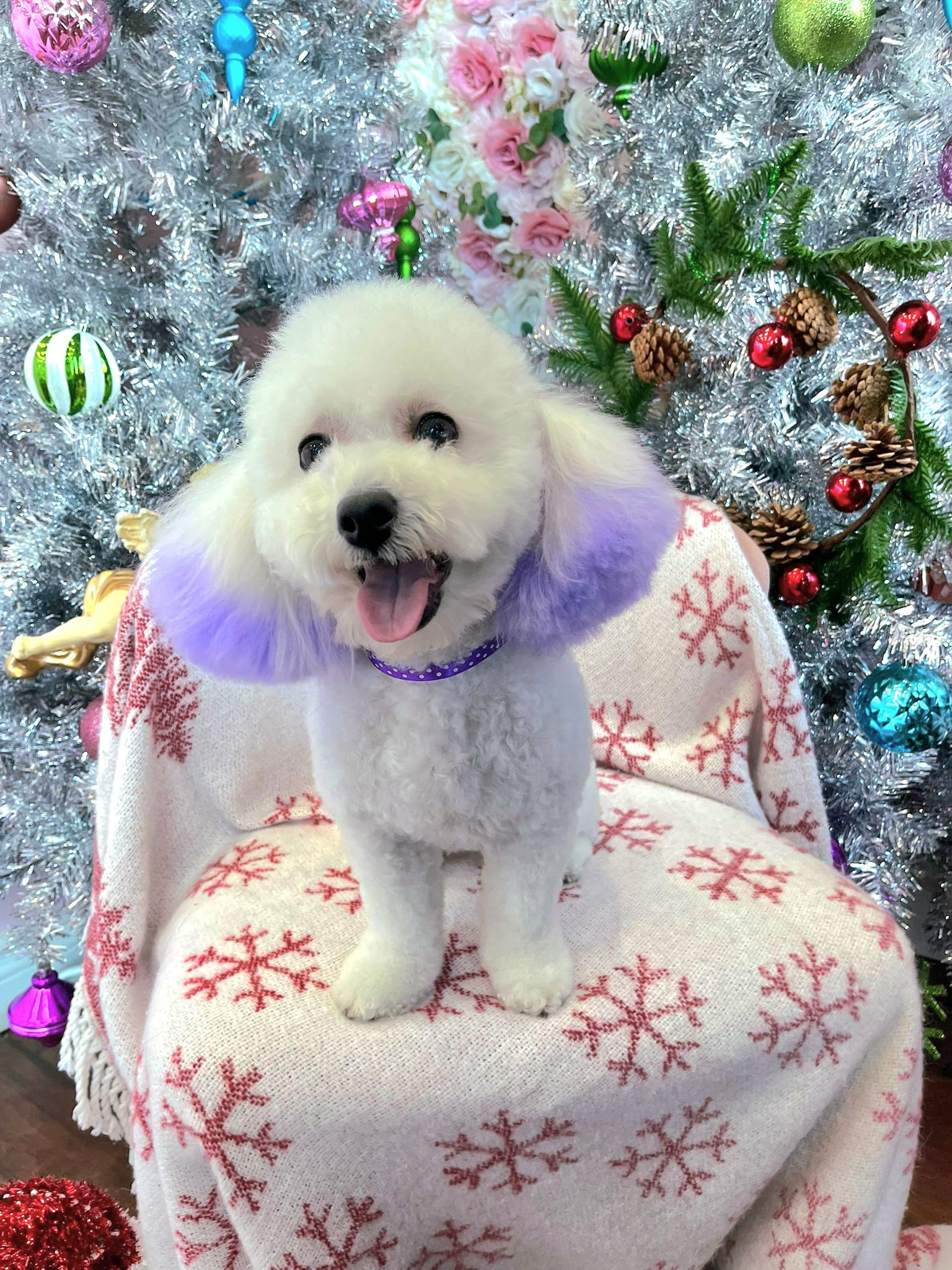 dog christmas