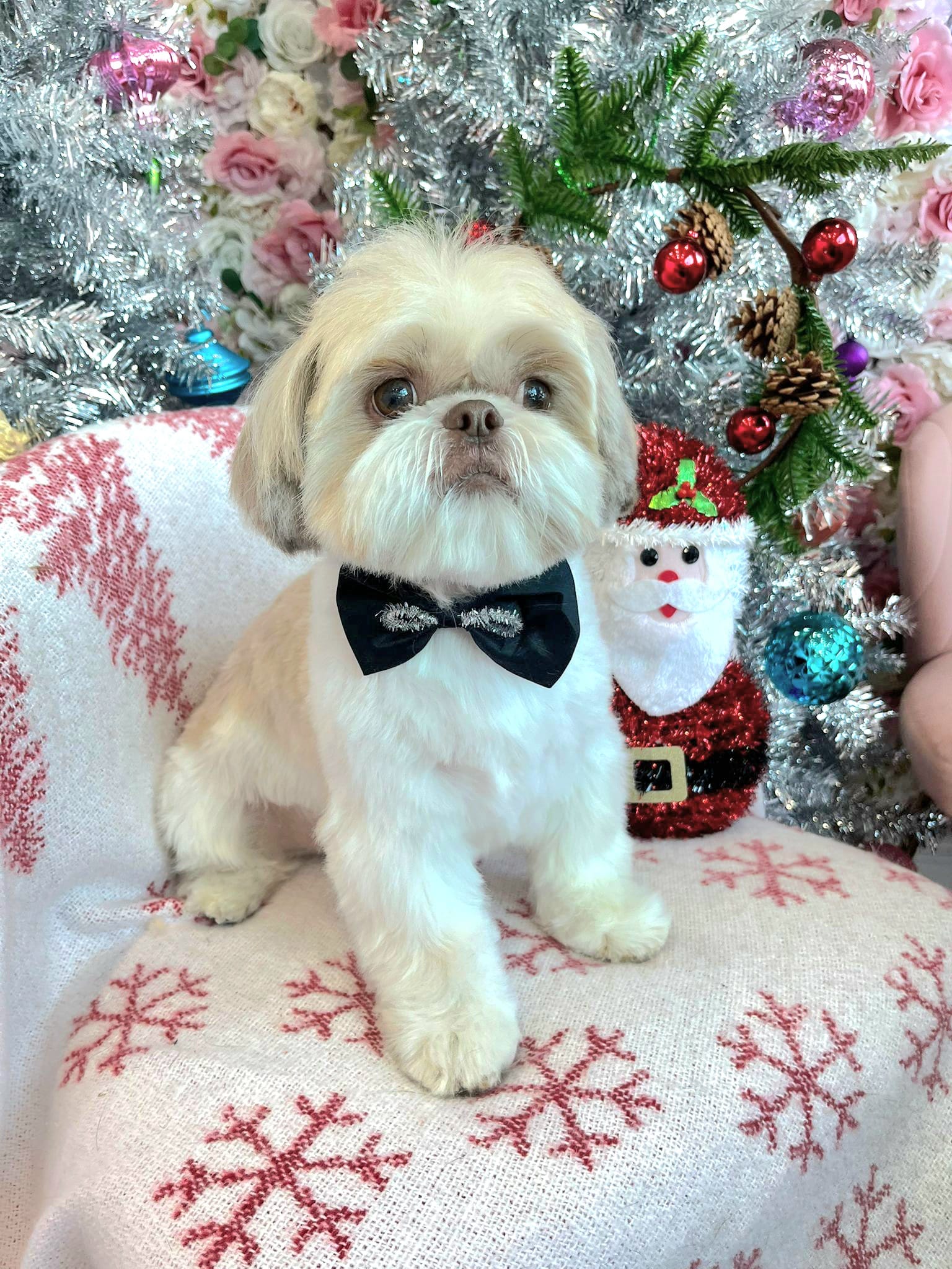 dog christmas