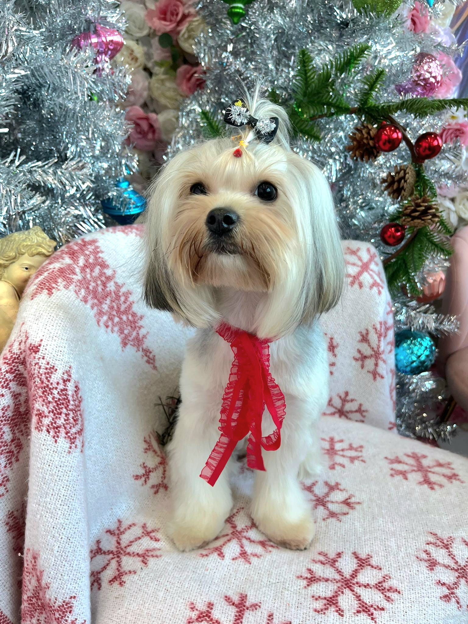 dog christmas