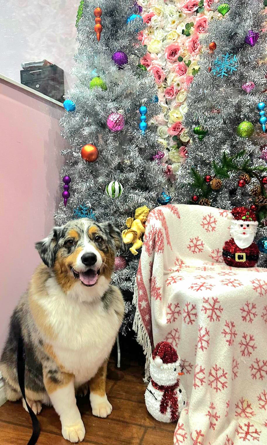 dog christmas