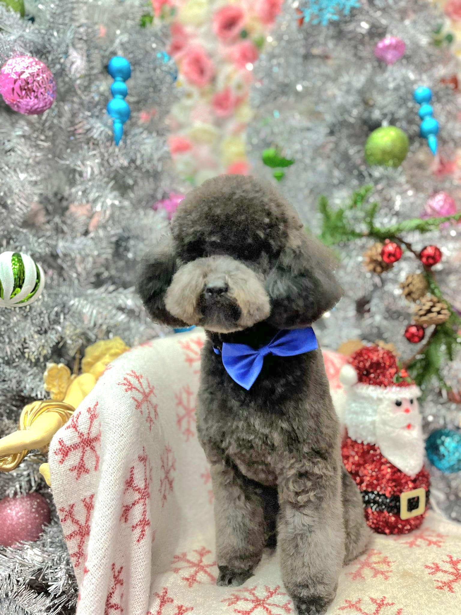 dog christmas