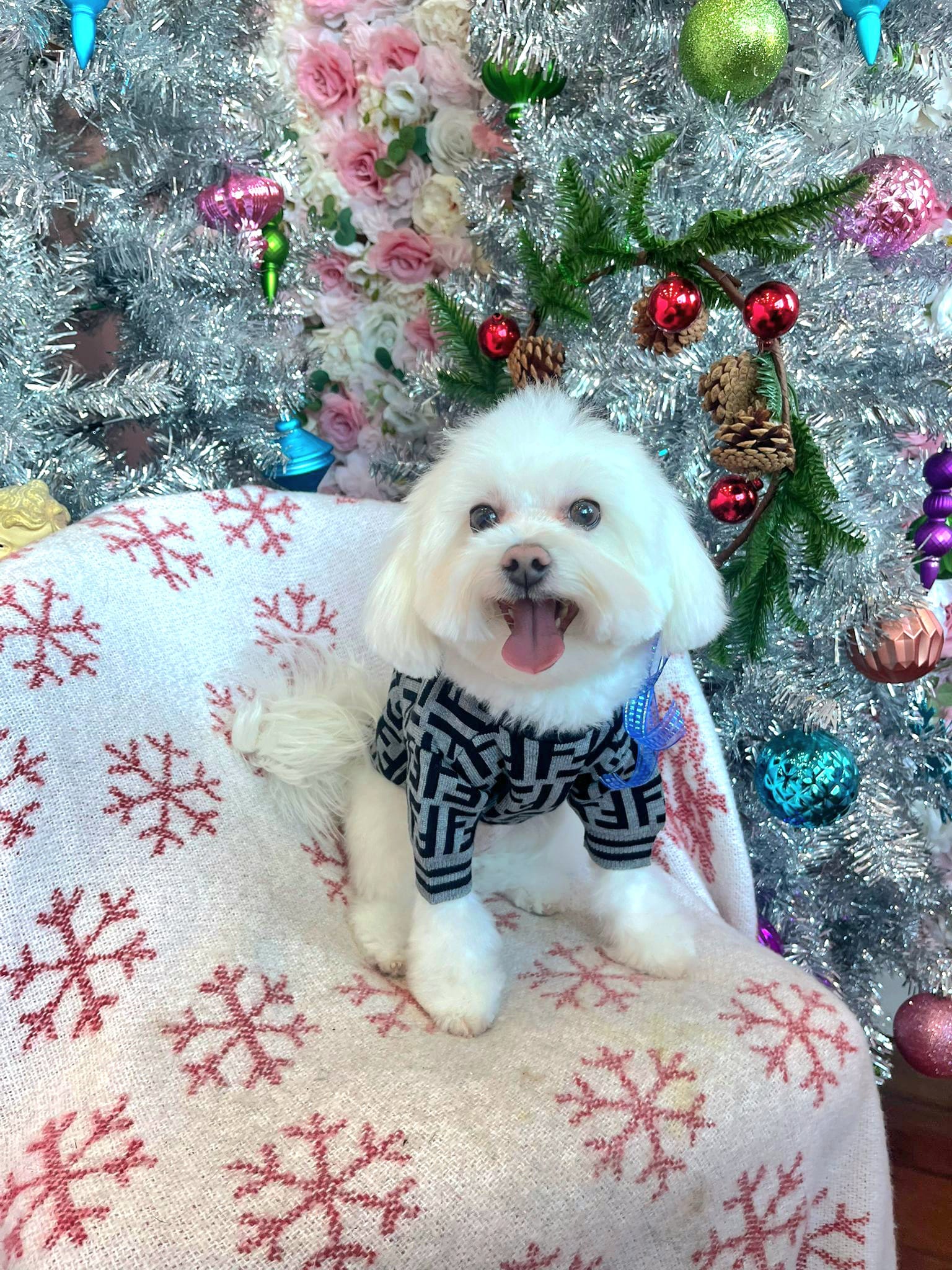 dog christmas