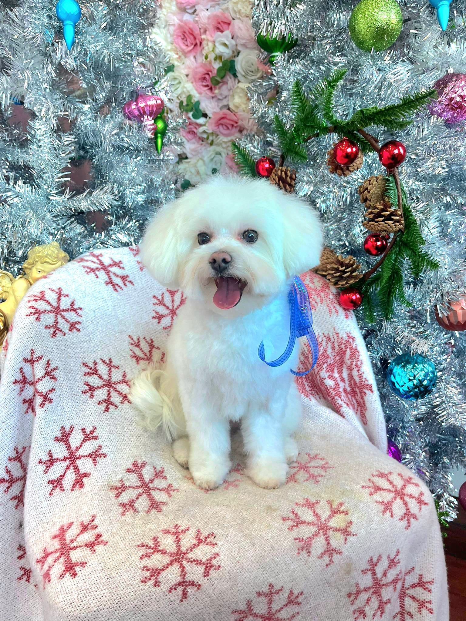 dog christmas