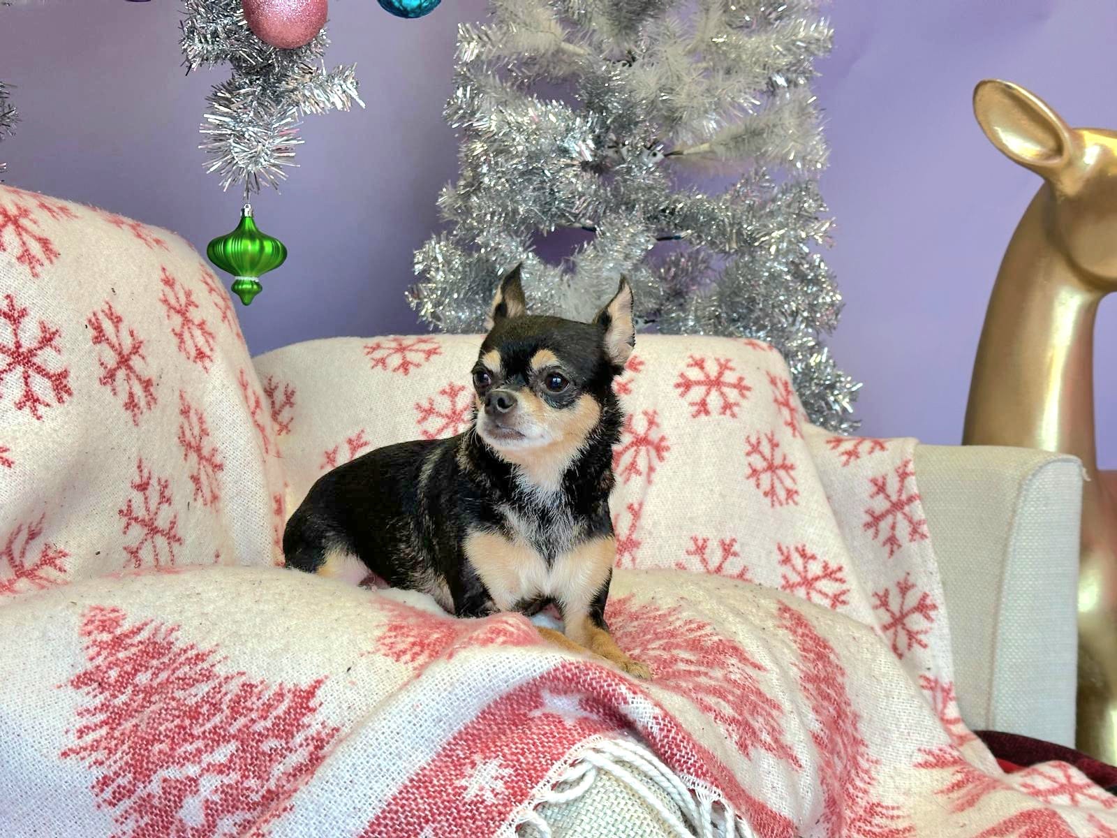 Christmas