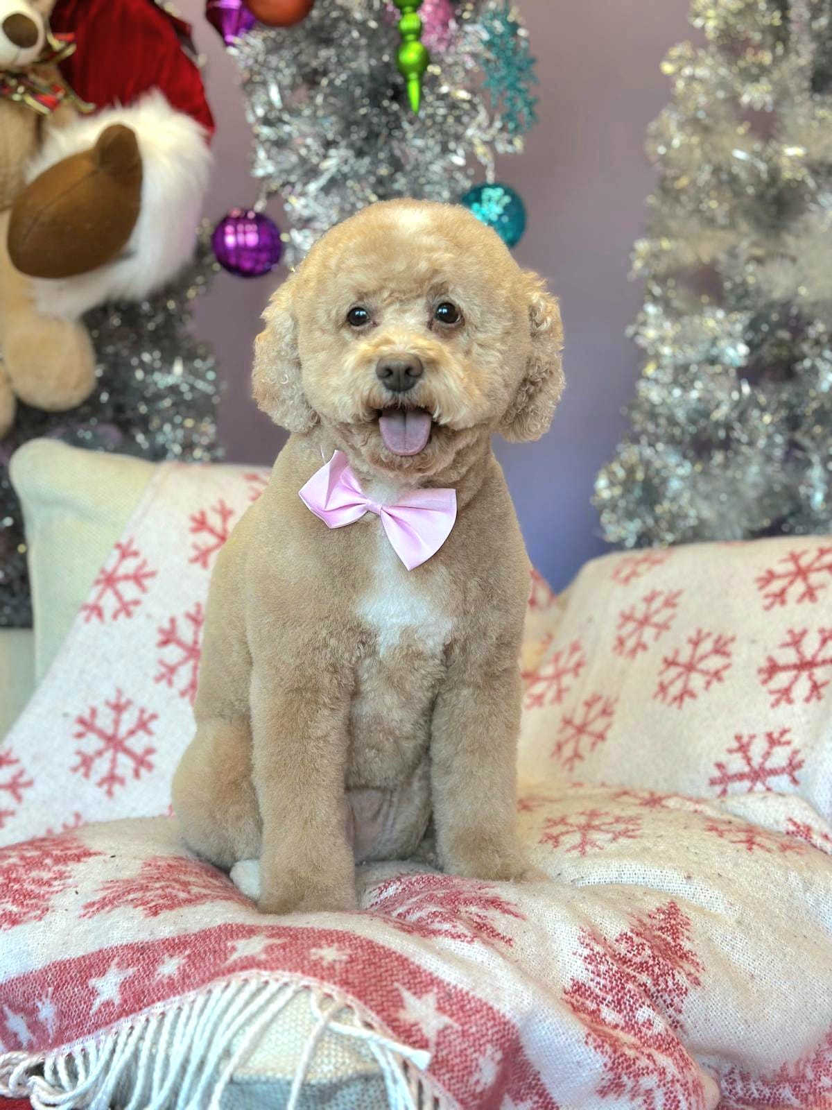Cute Dog