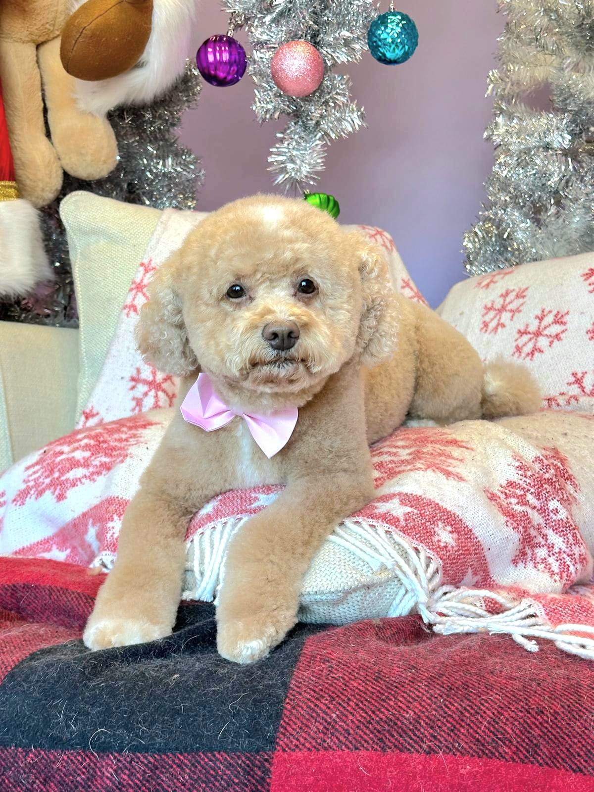 Cute Dog