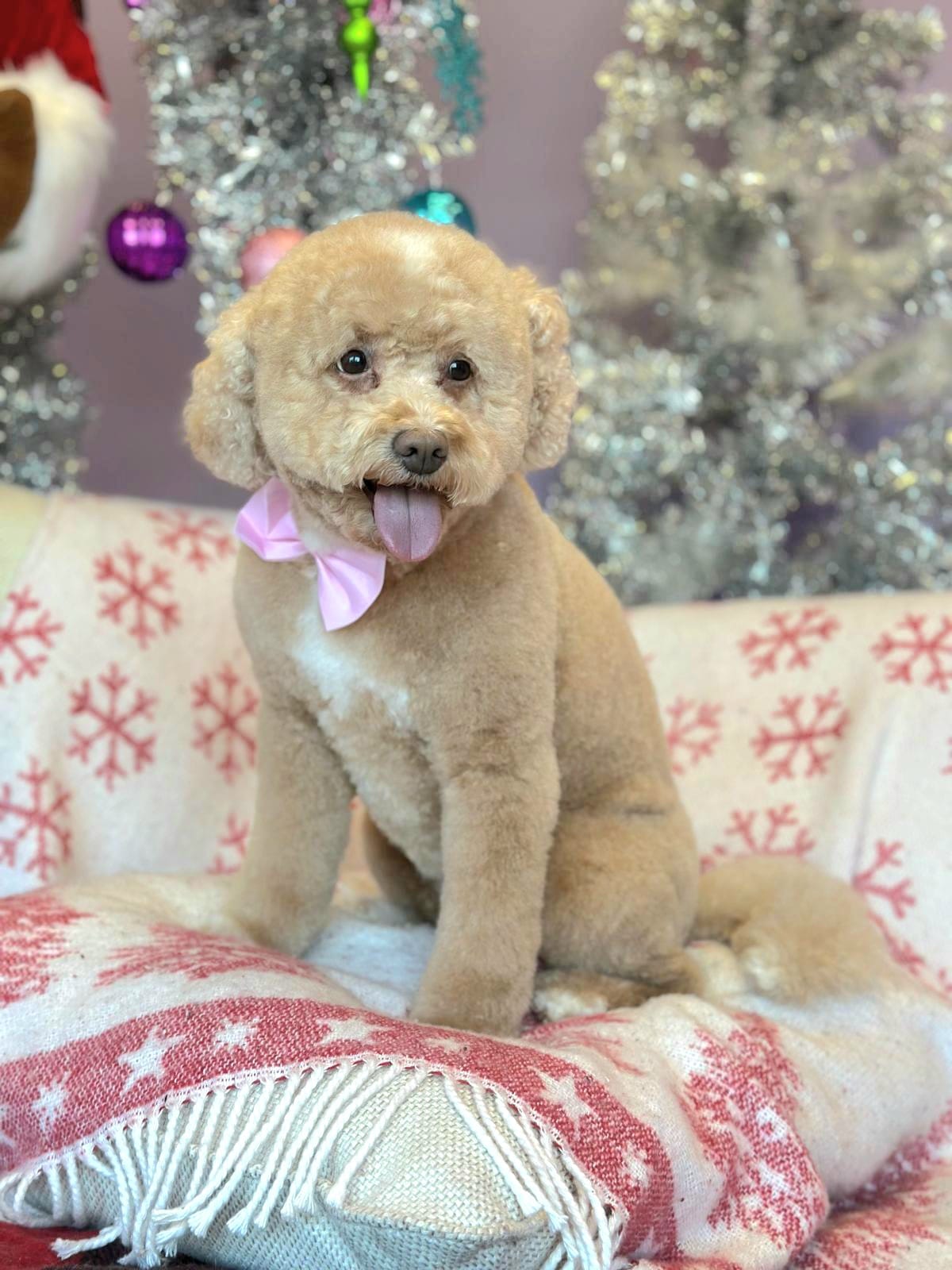 Cute Dog