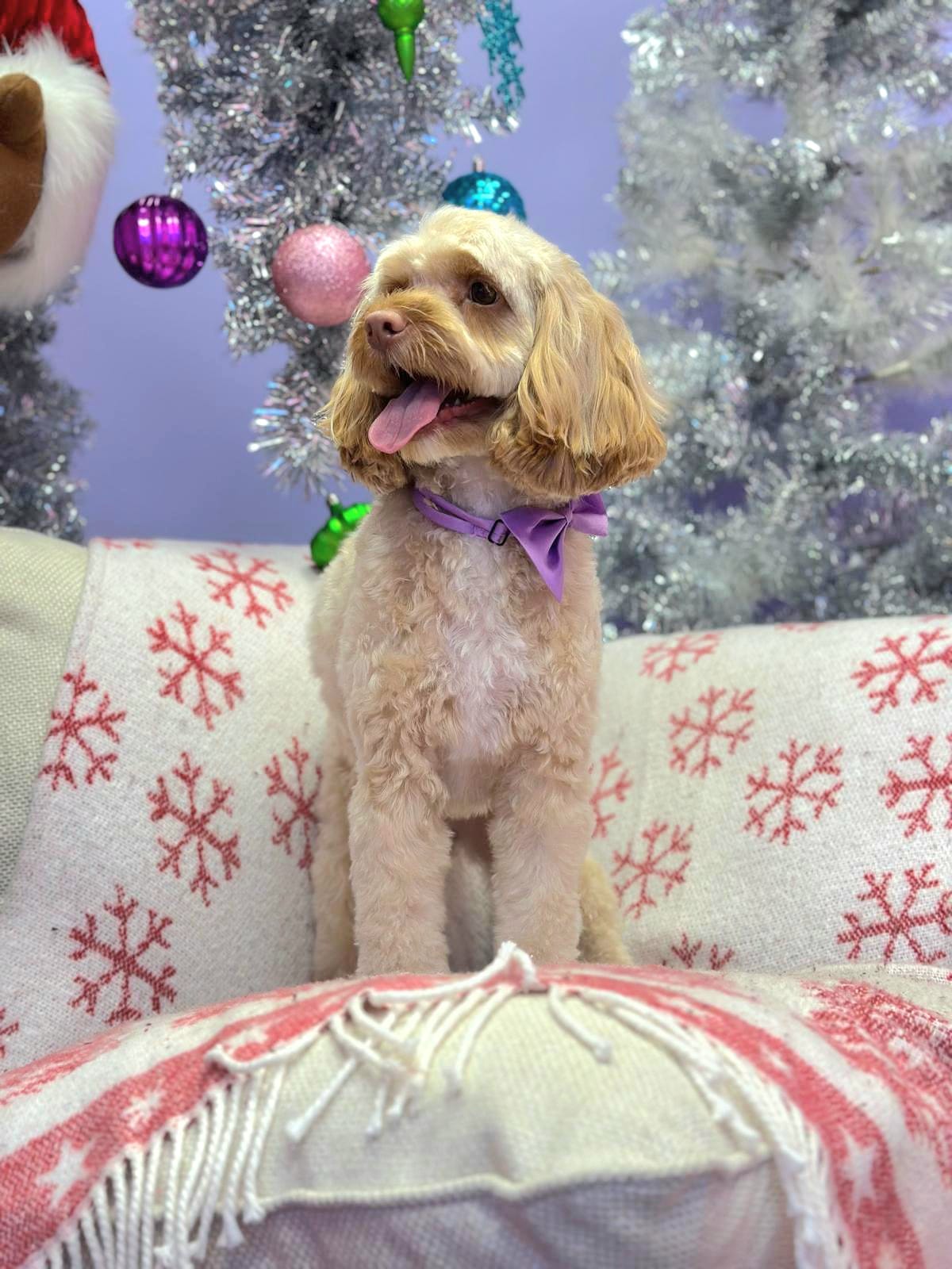 Cute Dog