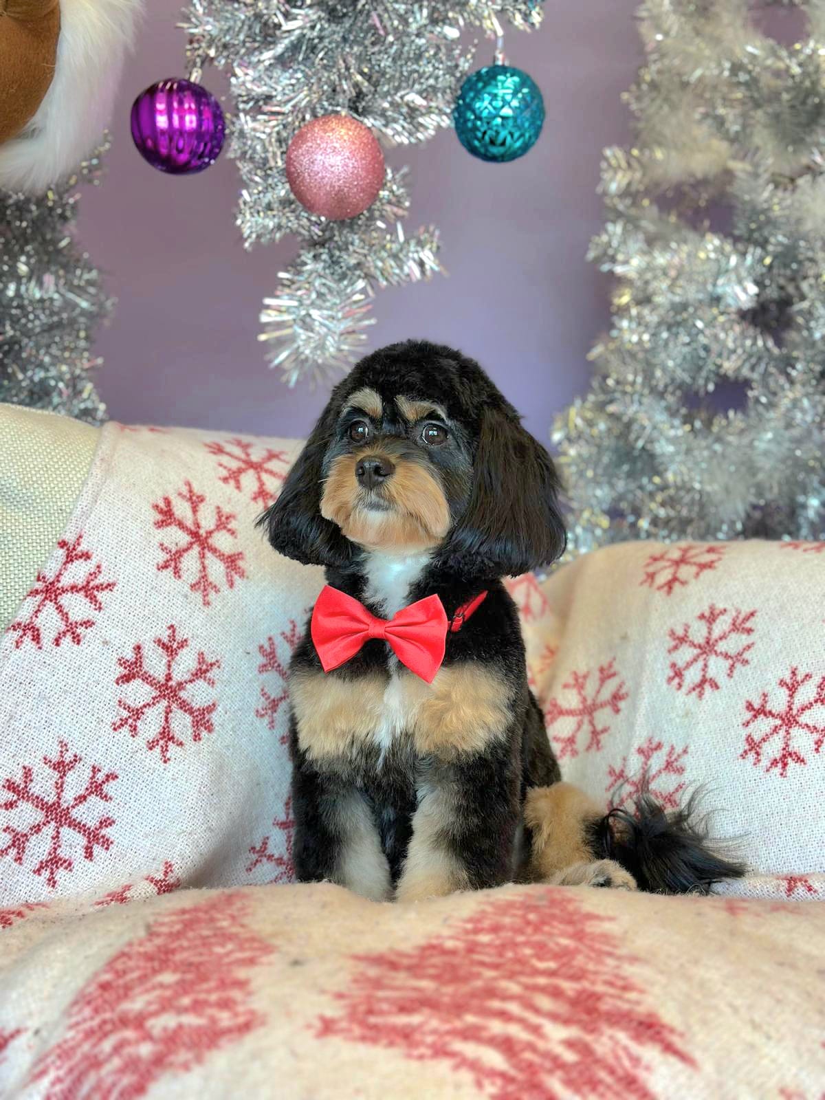 Cute Dog
