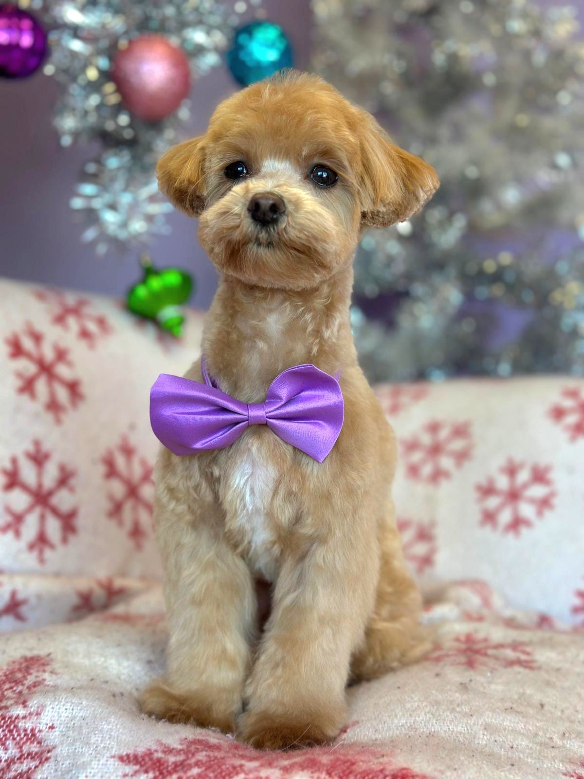 Cute Dog