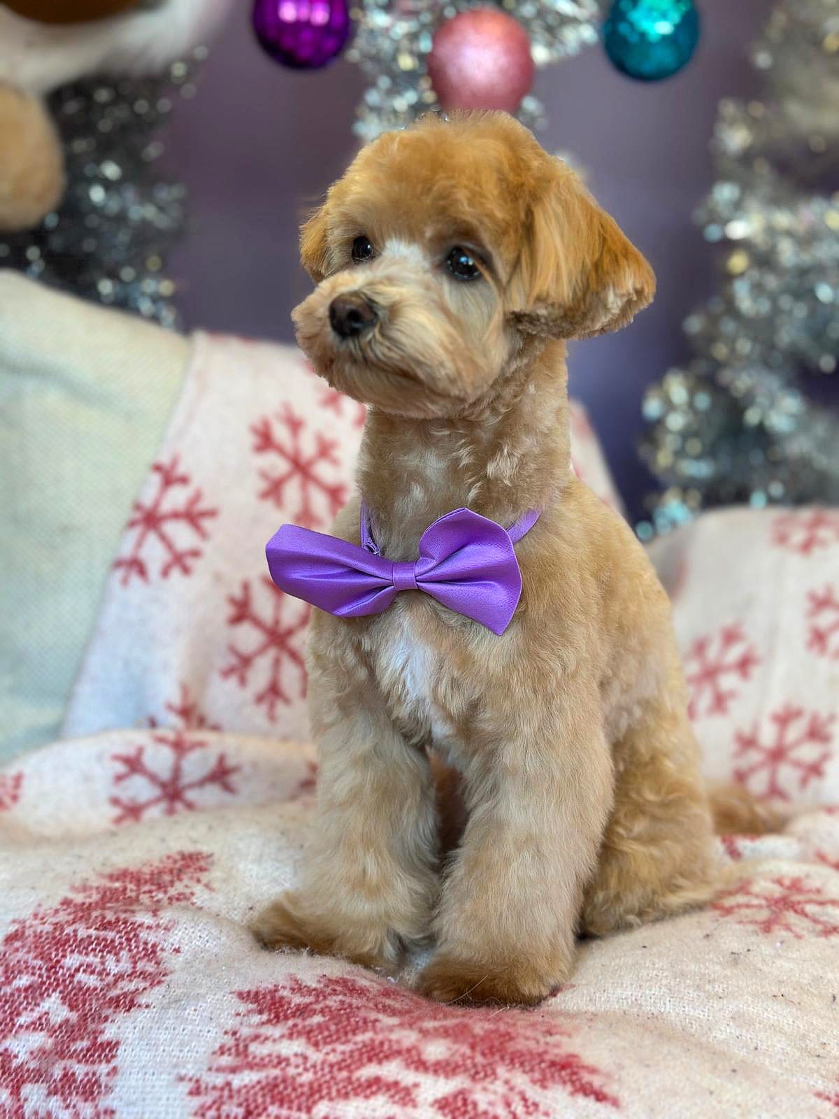 Cute Dog