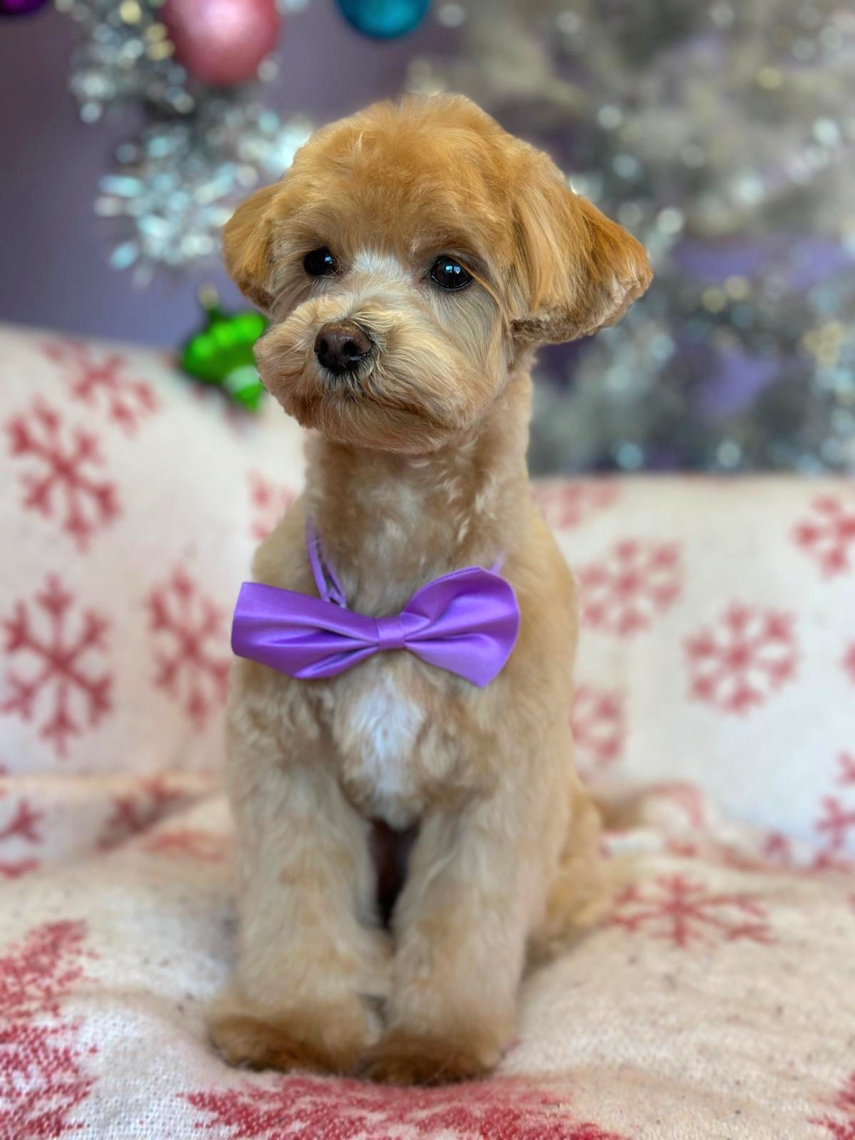Cute Dog