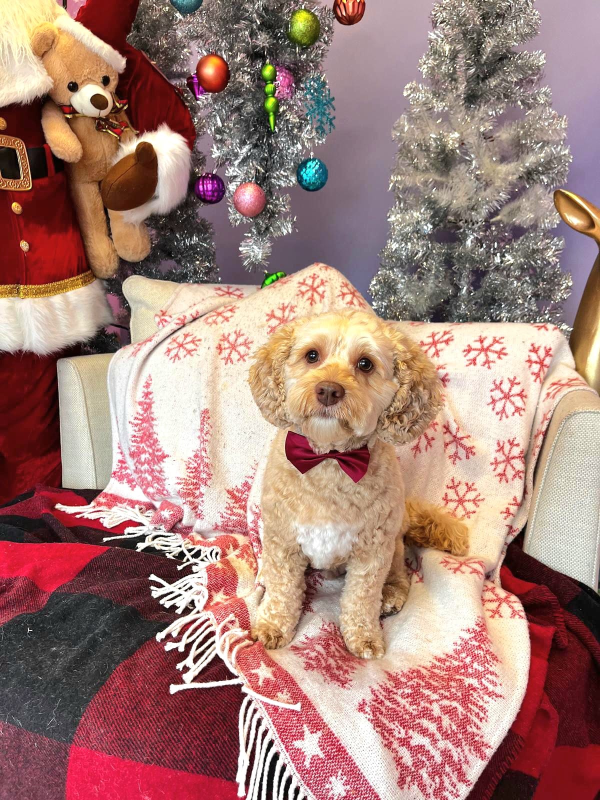 Cute Dog