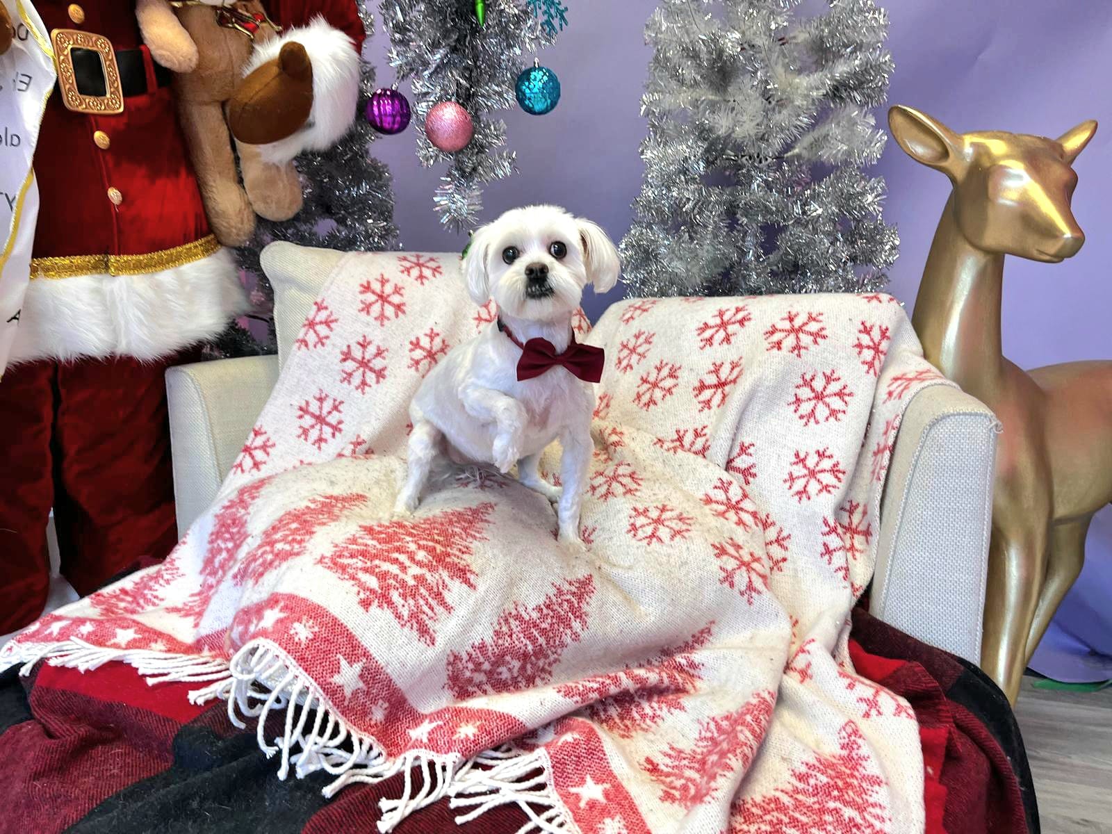 Cute Dog
