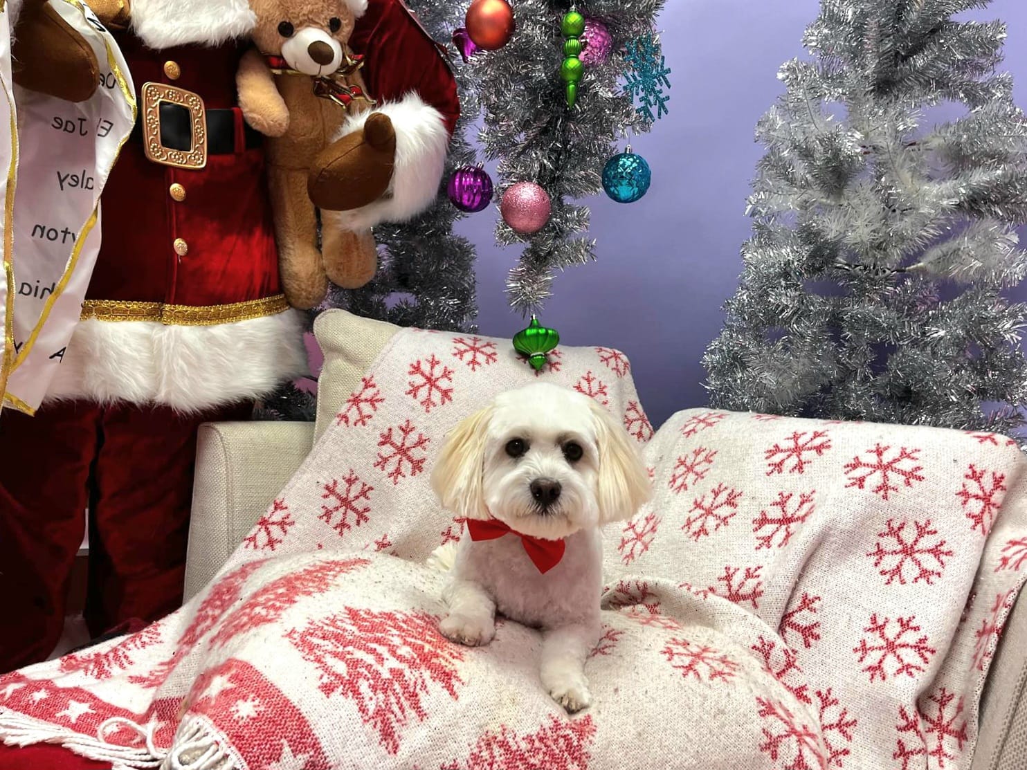 Cute Dog