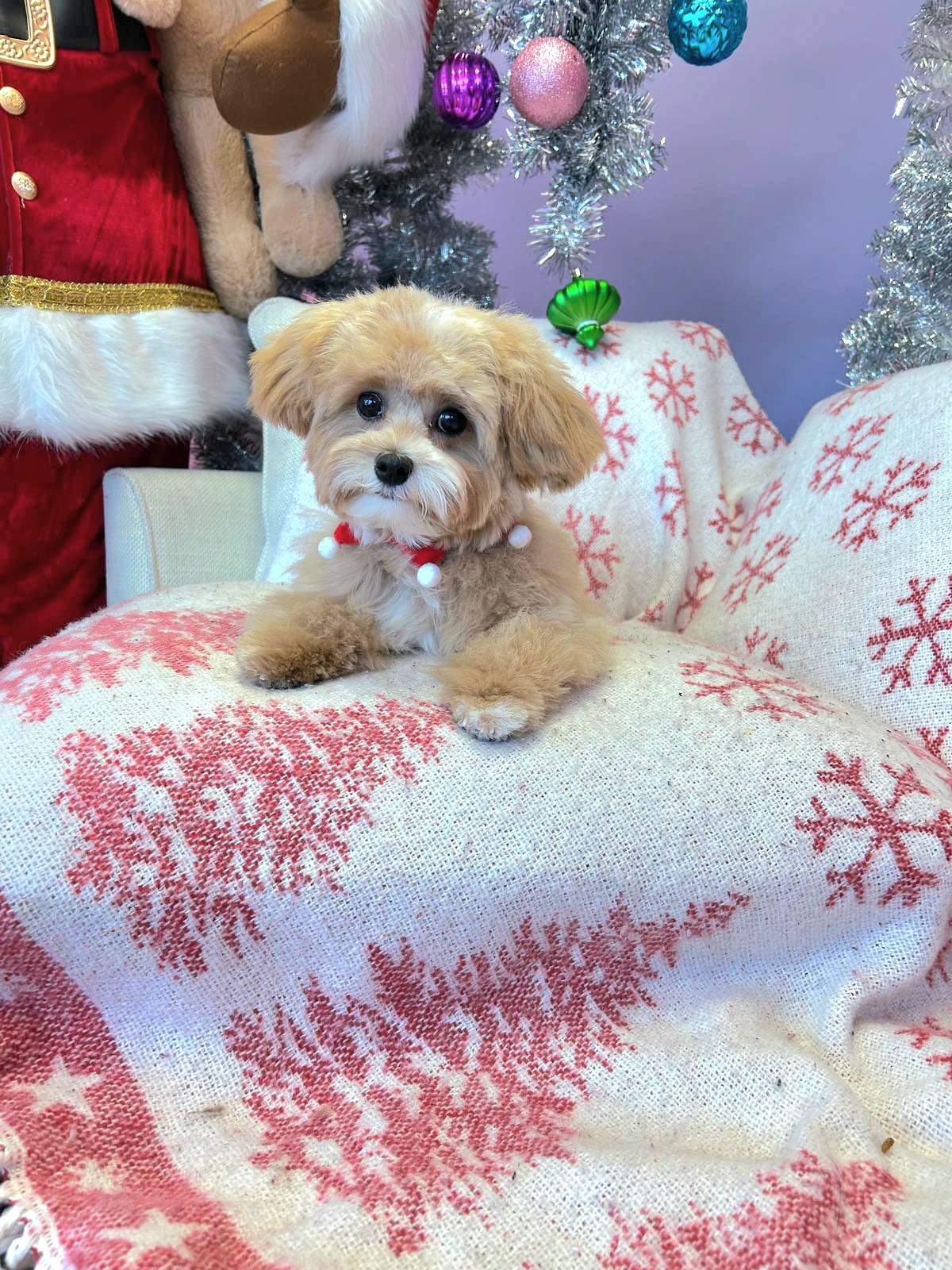 Cute Dog