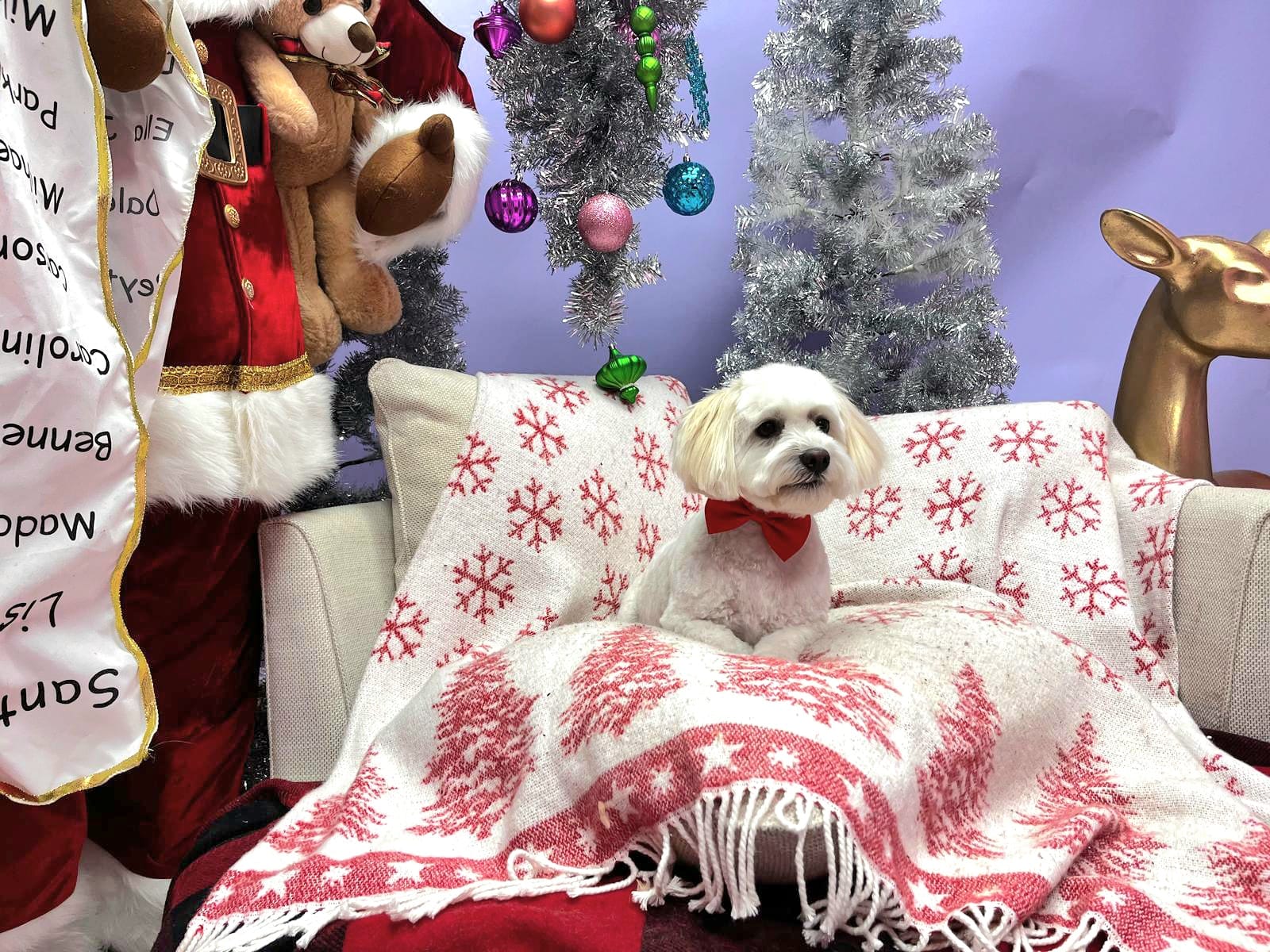 Cute Dog