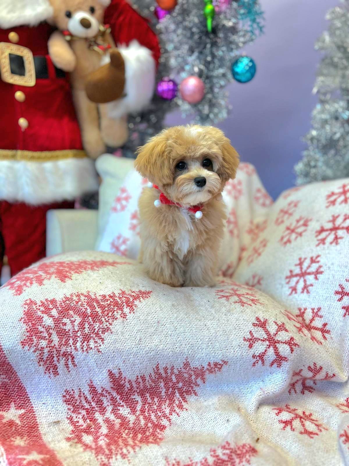 Cute Dog