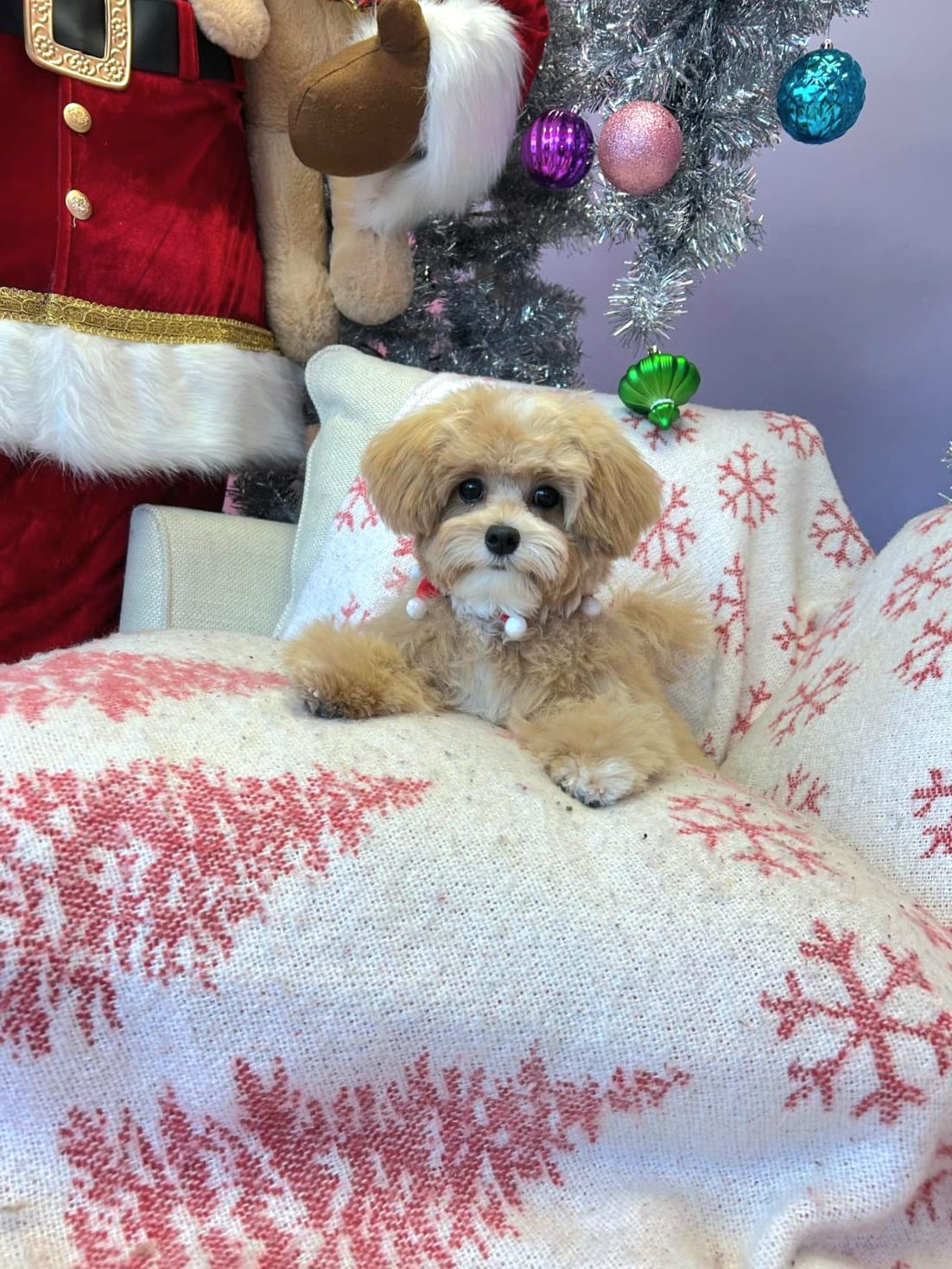 Cute Dog