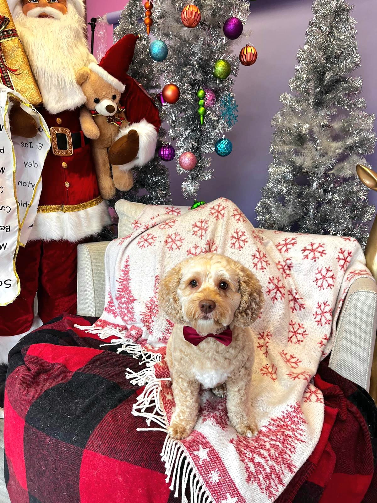 Cute Dog