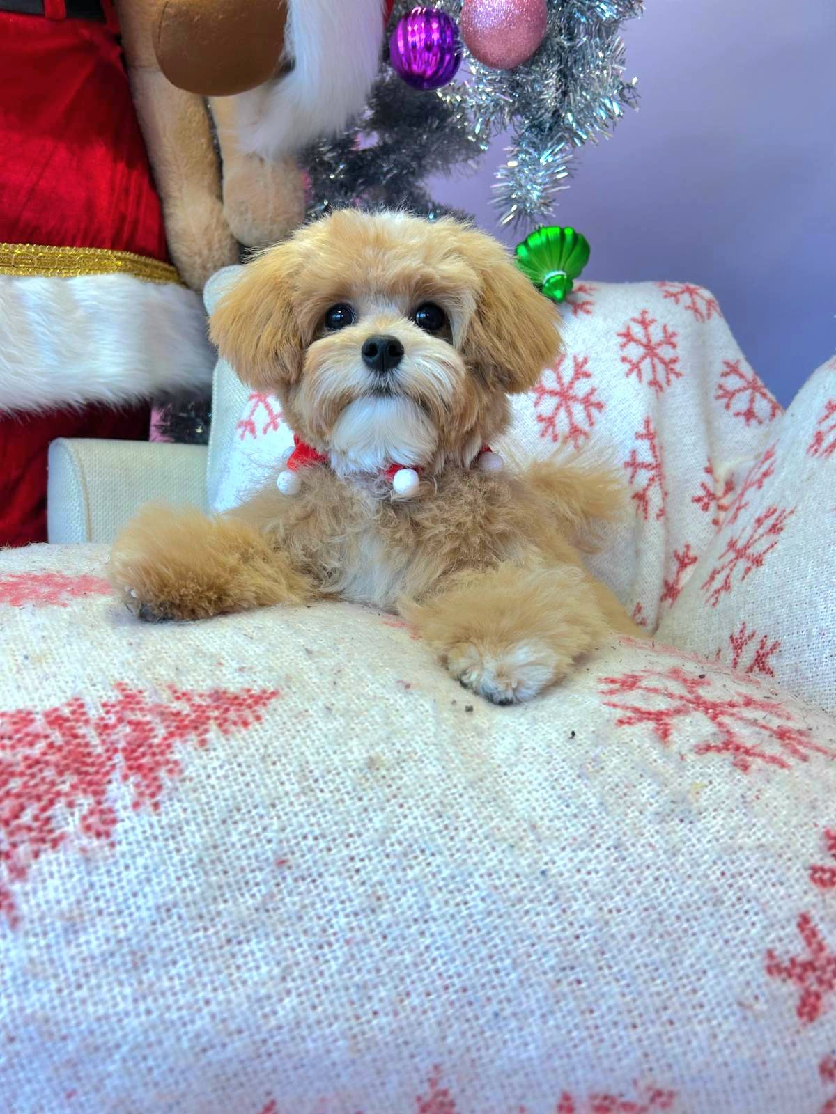 Cute Dog