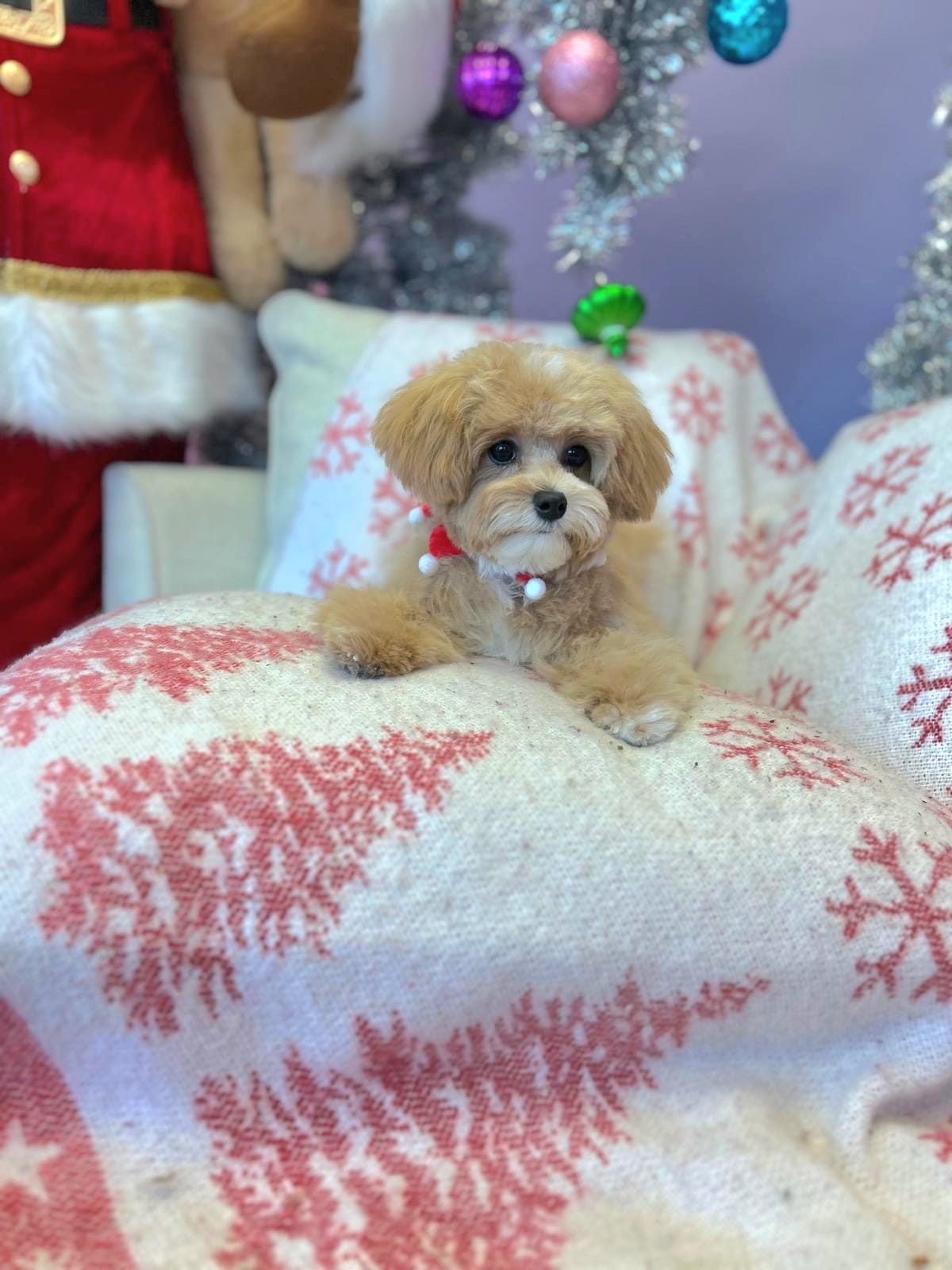 Cute Dog