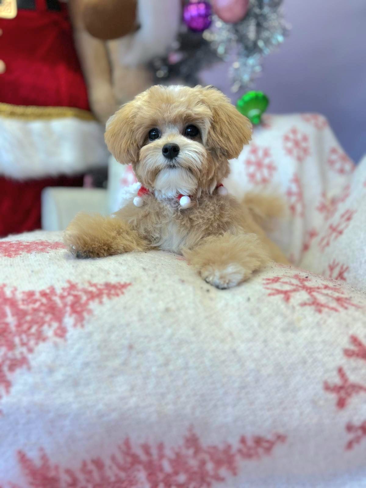 Cute Dog