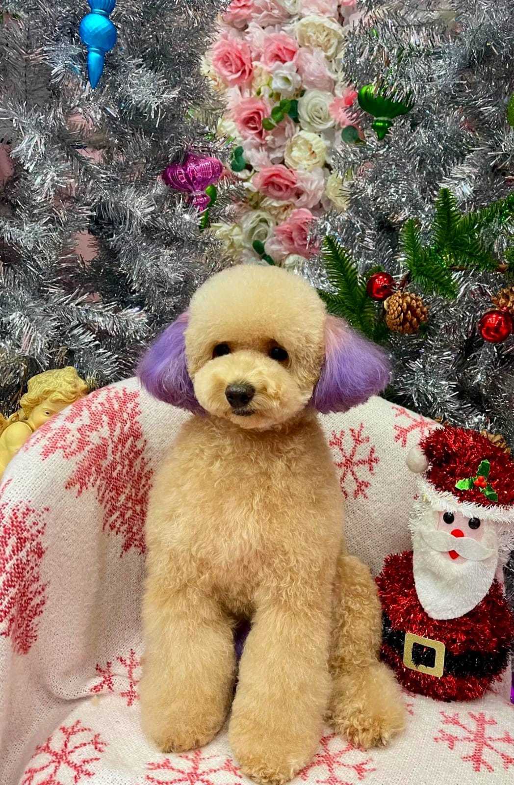 Cute Dog