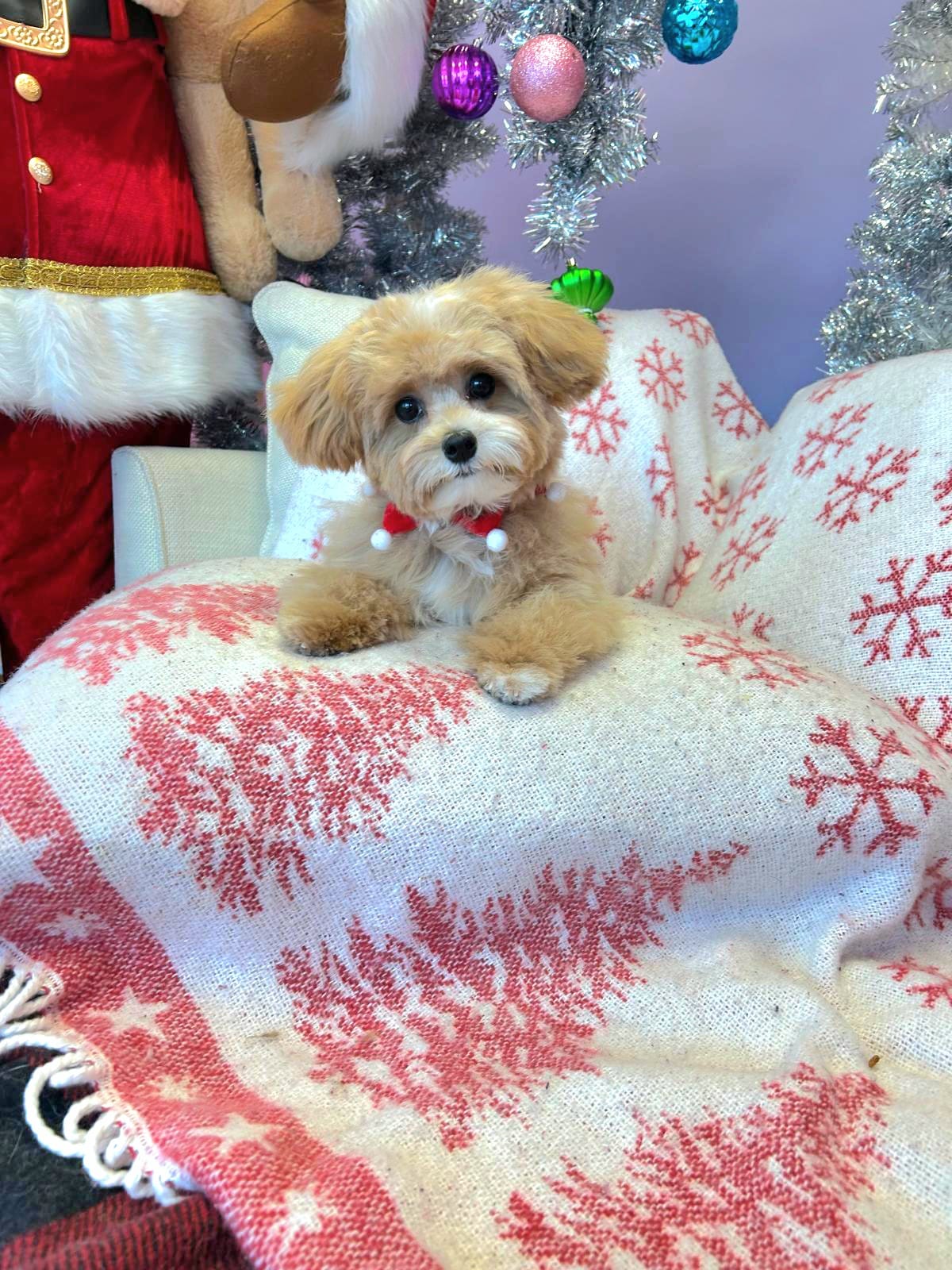 Cute Dog