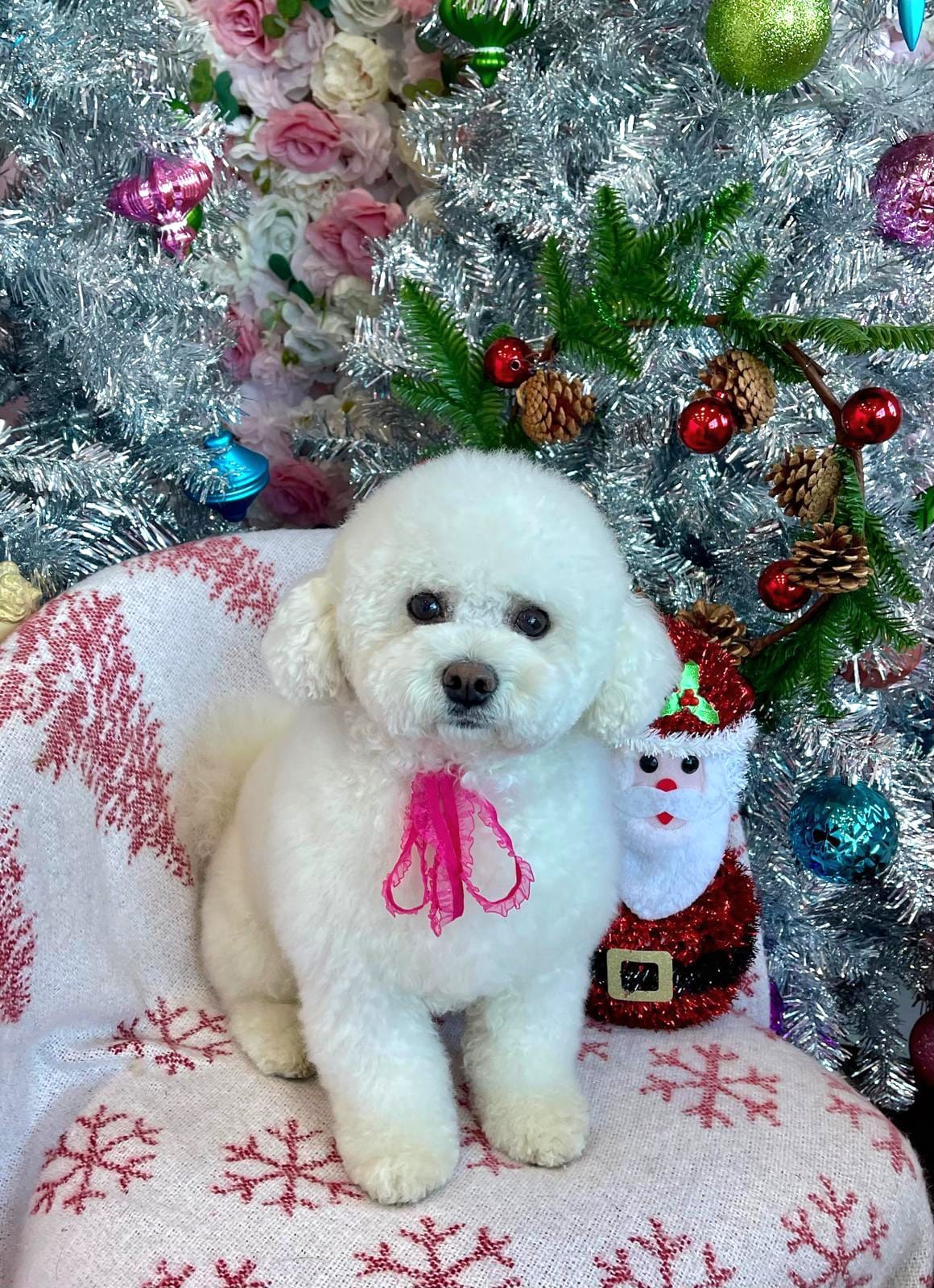 Cute Dog