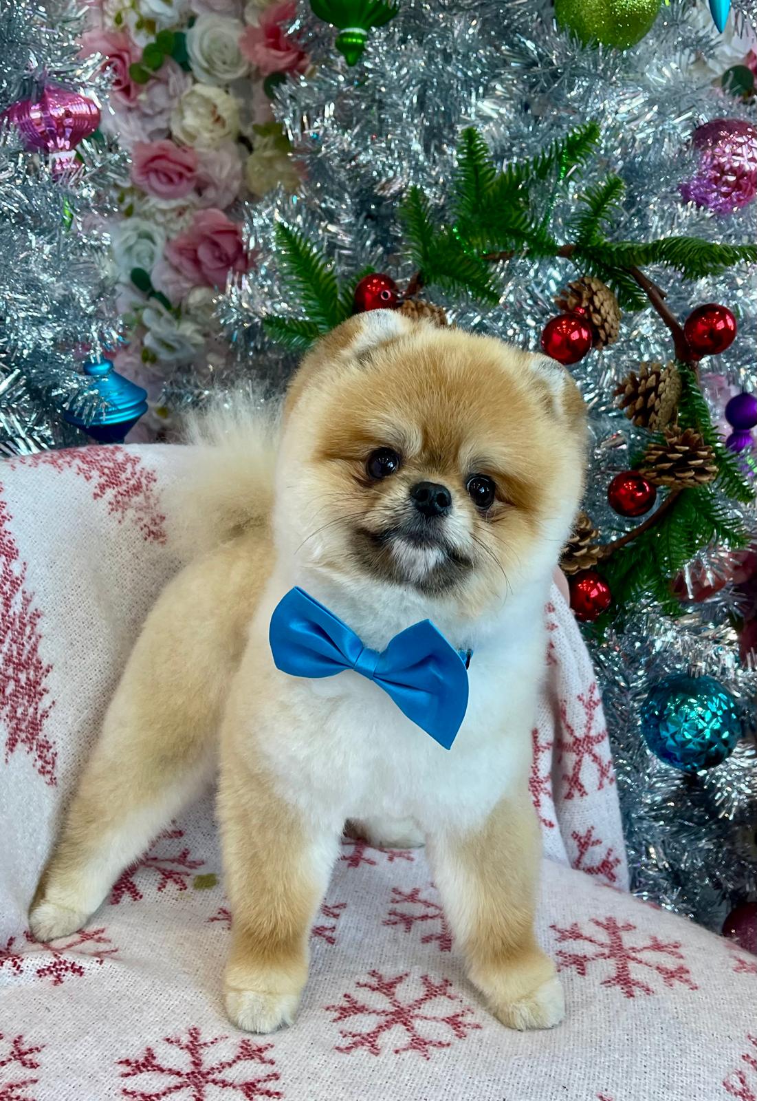 Cute Dog