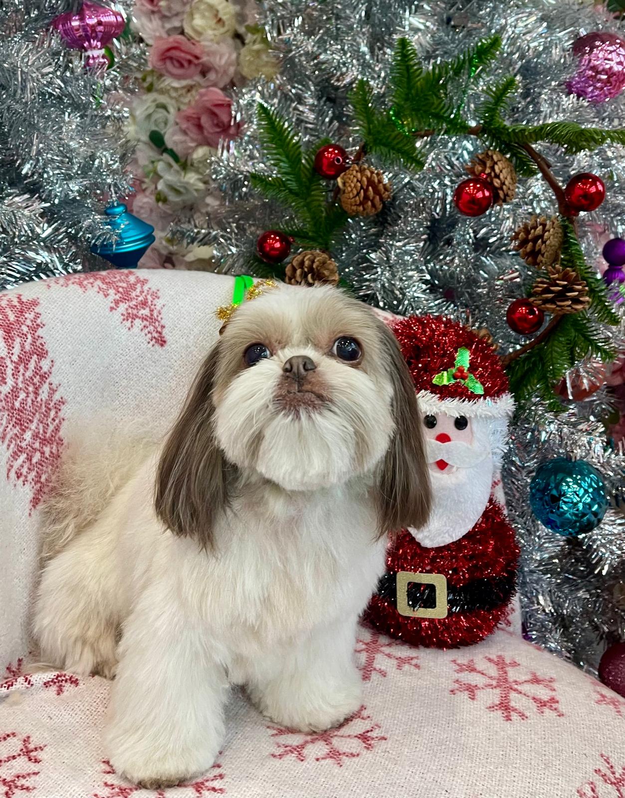 Cute Dog