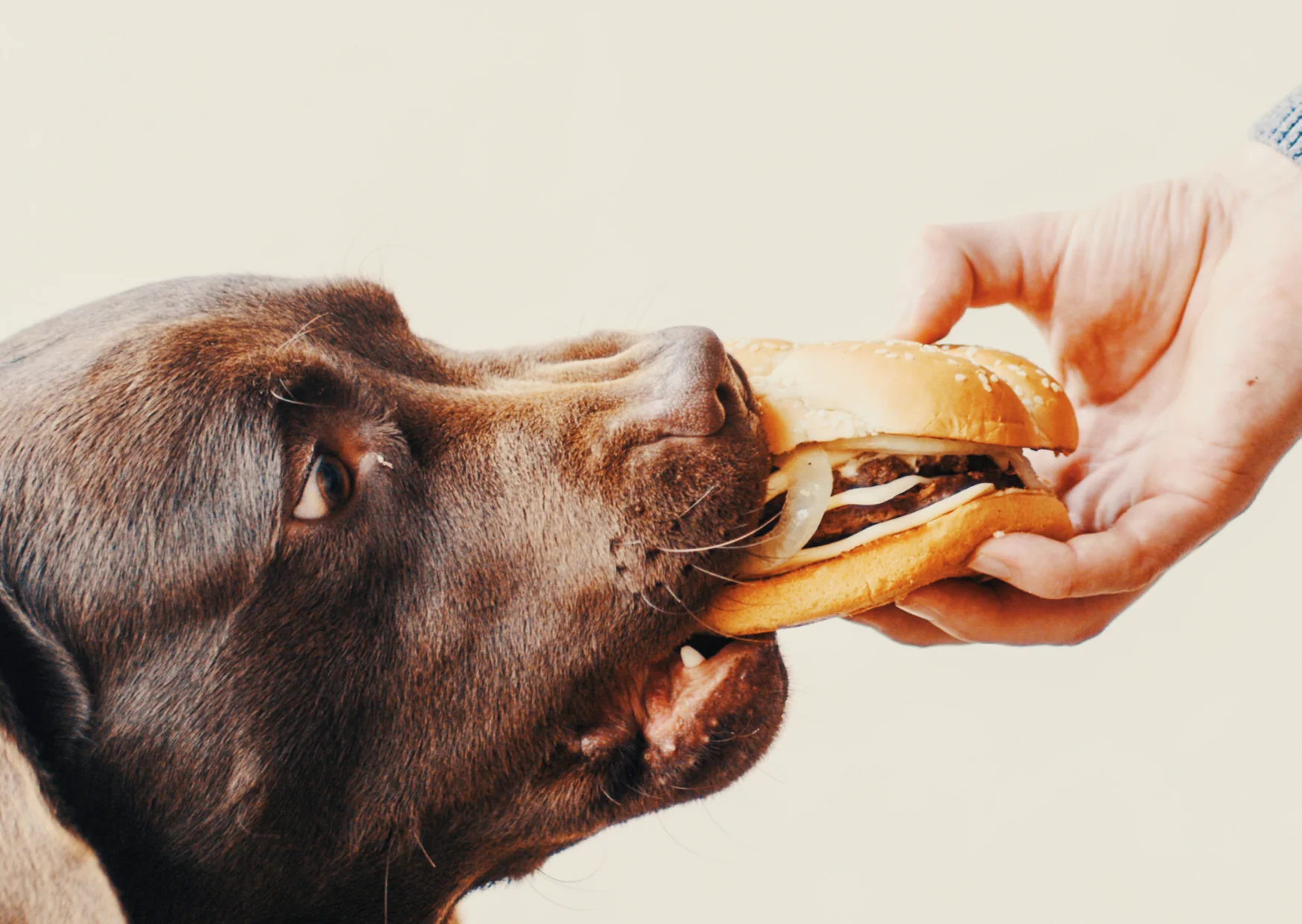 Cheeseburger Image