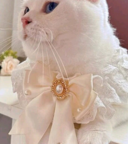 Regal Pearl Bowtie Collar Image