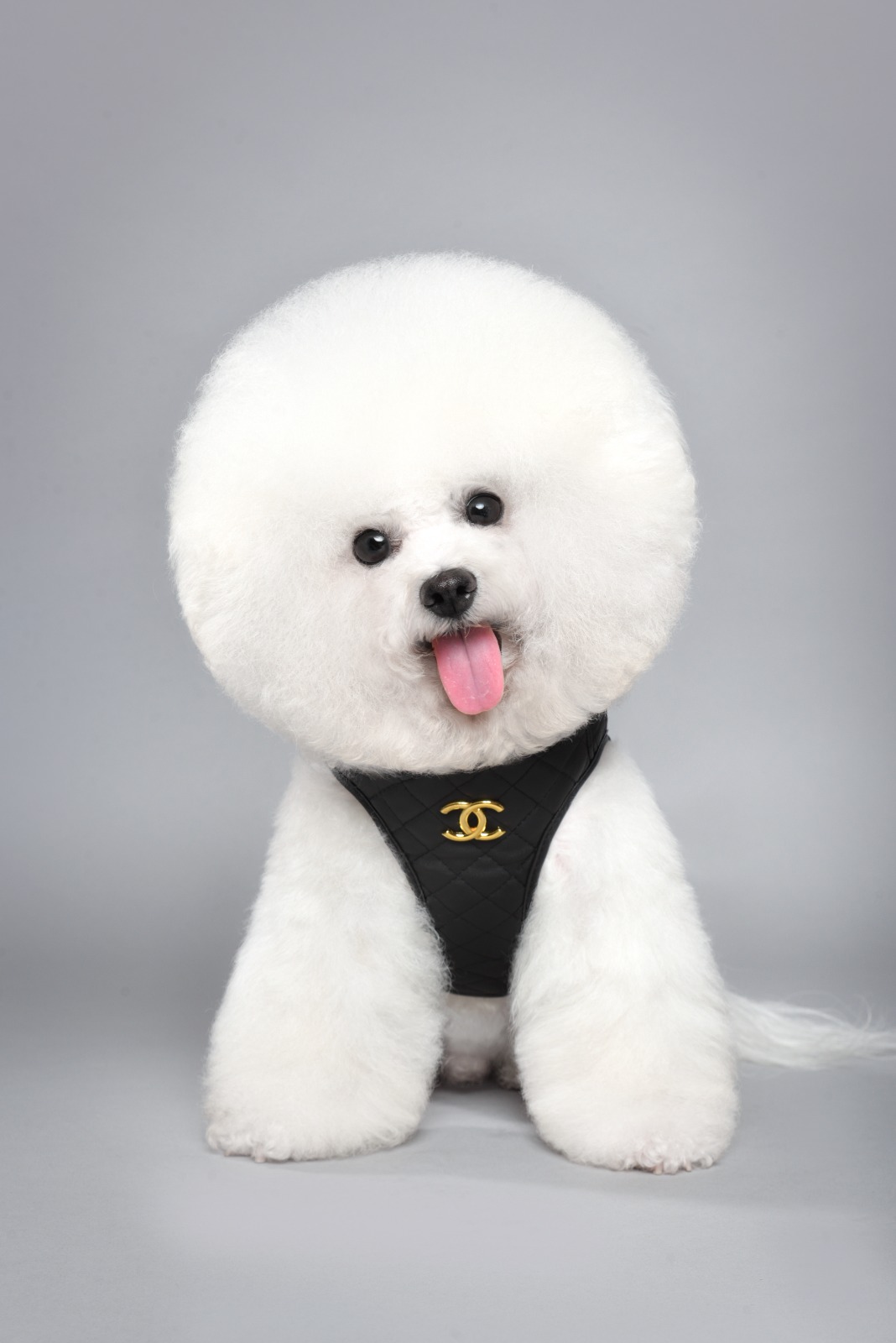 CC Harness and Leash Image 2