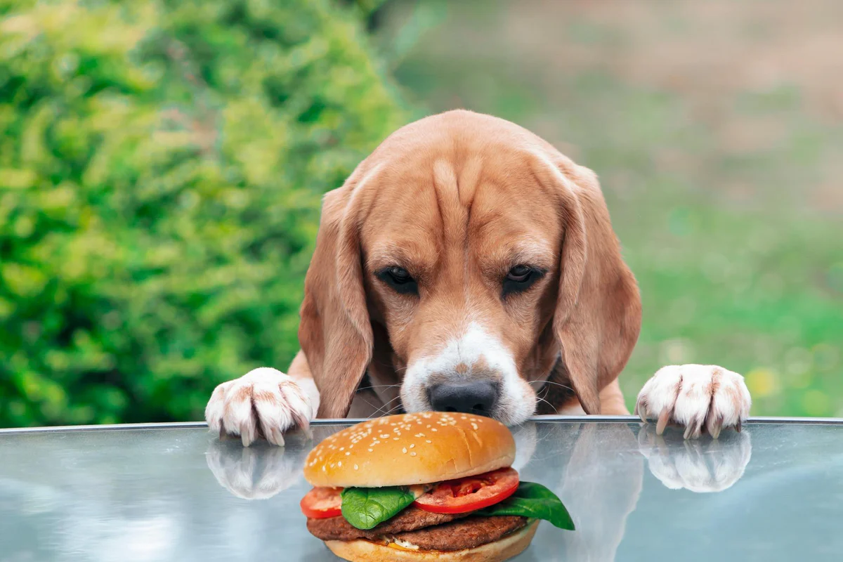 Smash burger Image
