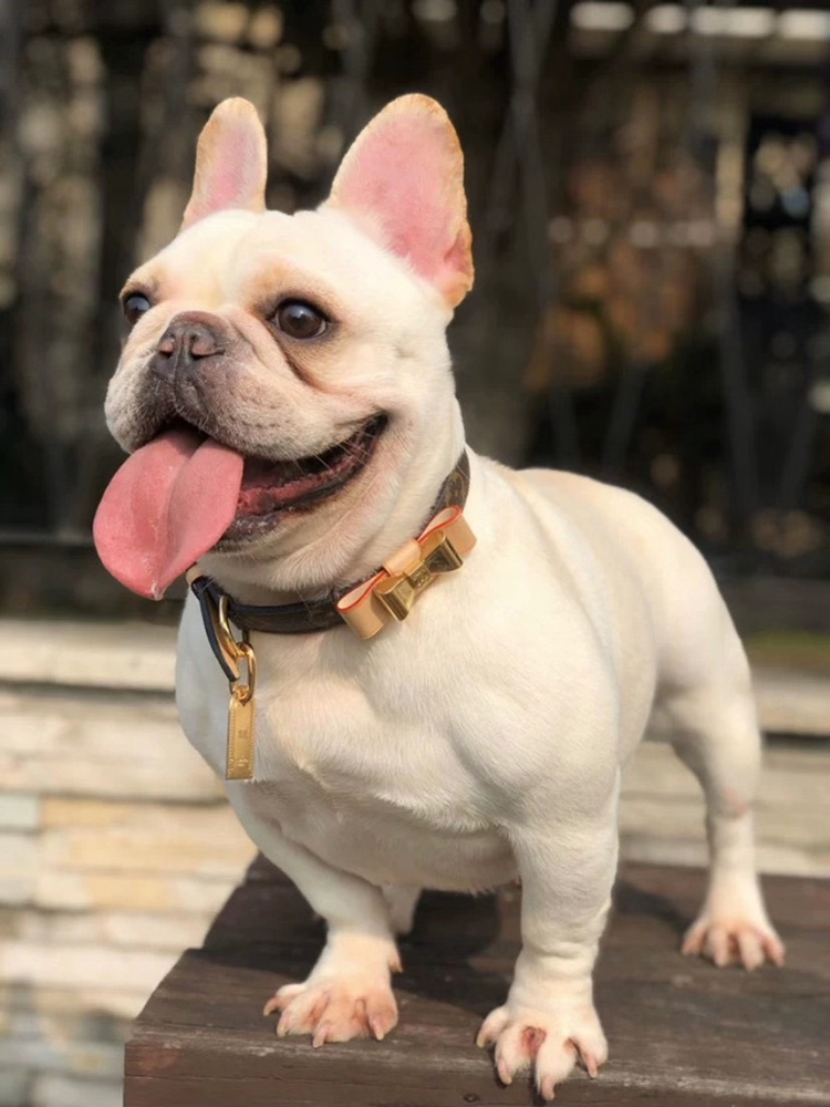 LV Collar & Leash Image 0