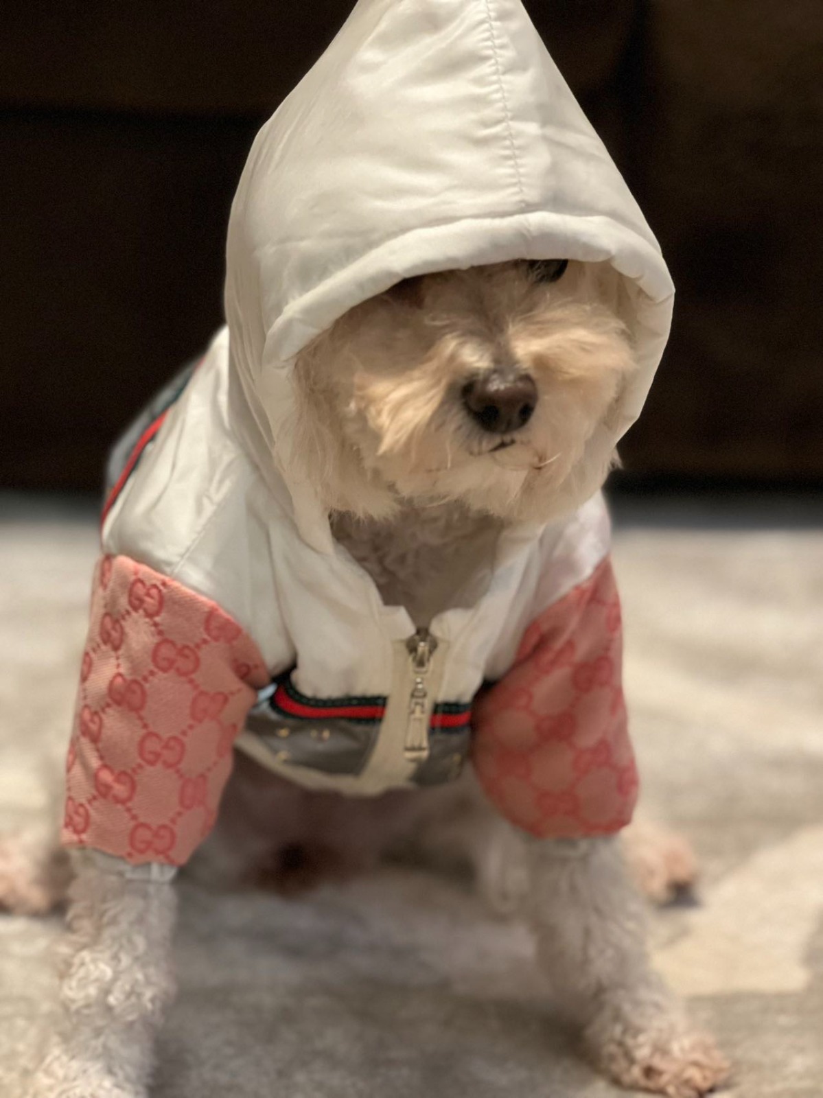 GG Jacket with Hood White & Black Image 1