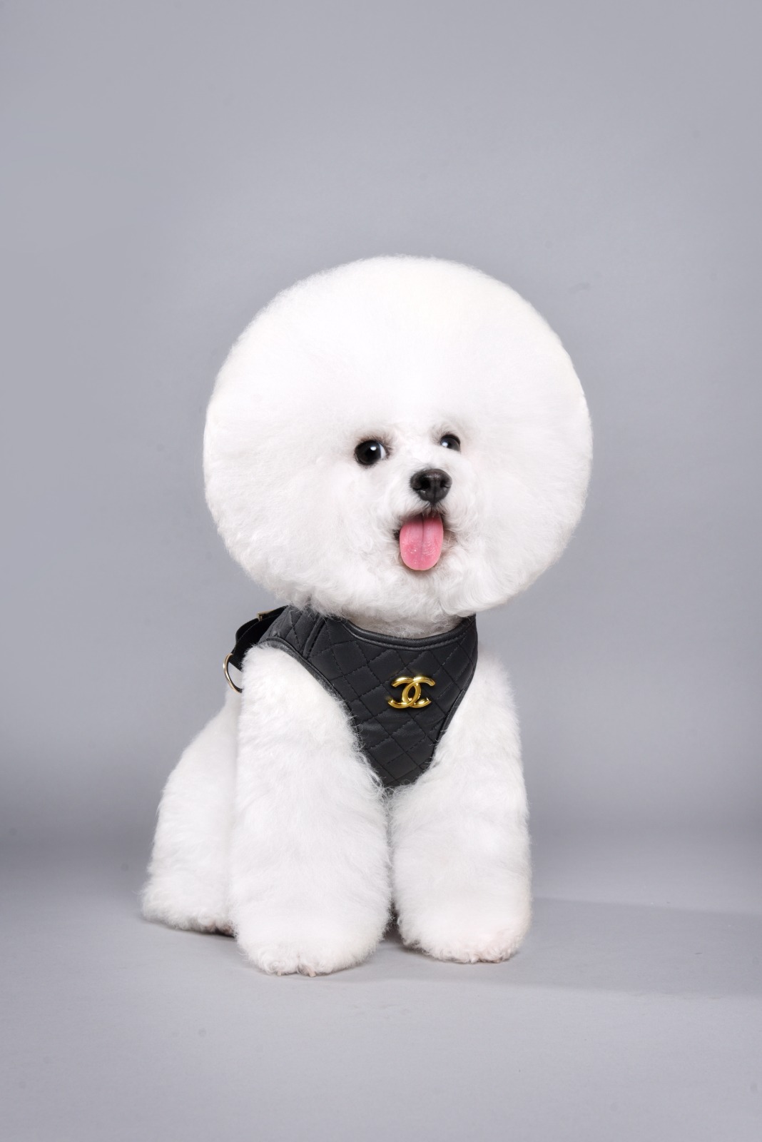 CC Harness and Leash Image 1