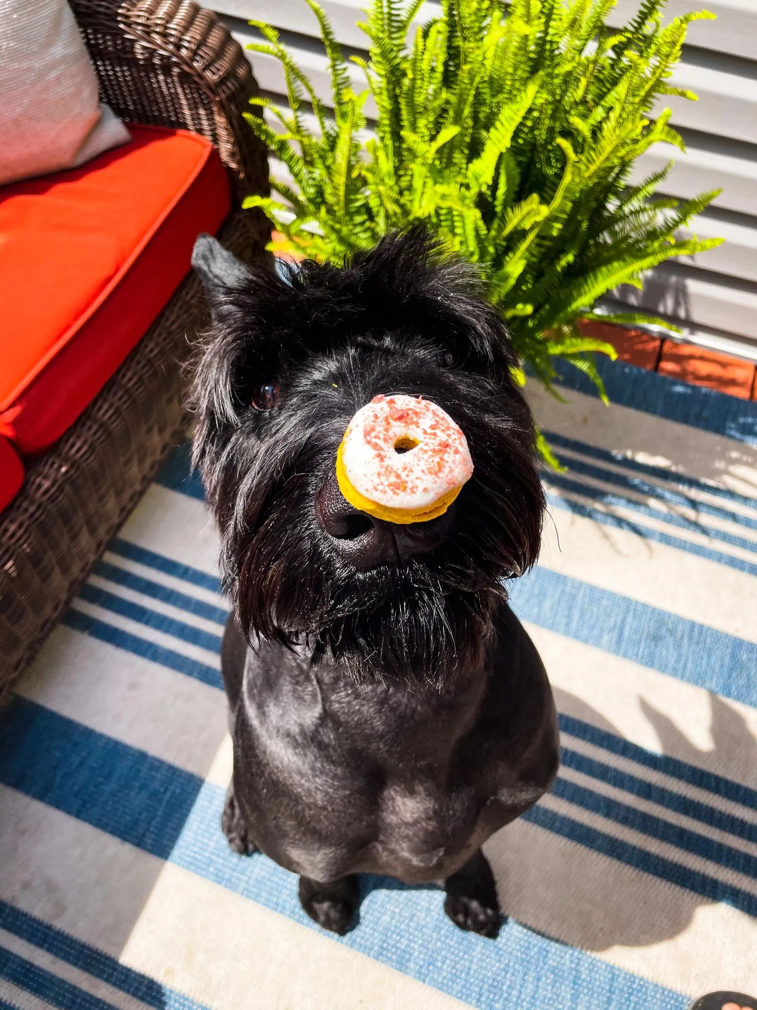 Sprinkled donuts Image 0