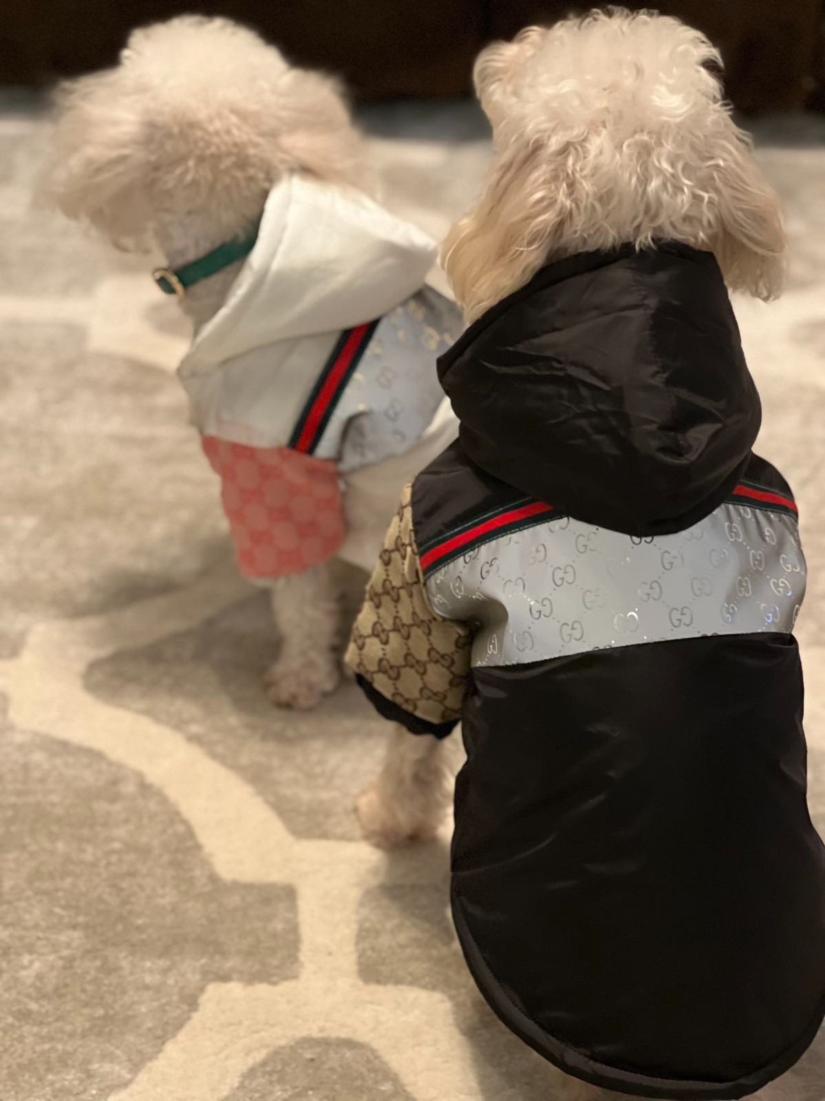 GG Jacket with Hood White & Black Image 6