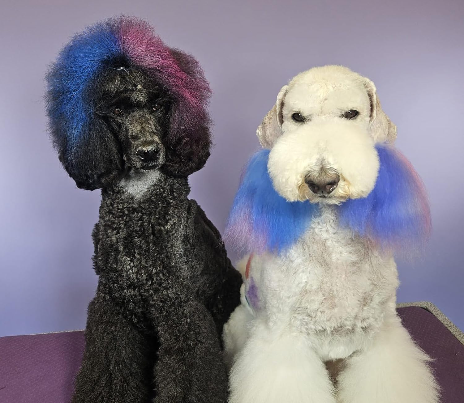 Pet Hair Blow Pens Image 3