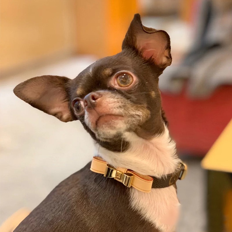 LV Collar & Leash Image 11