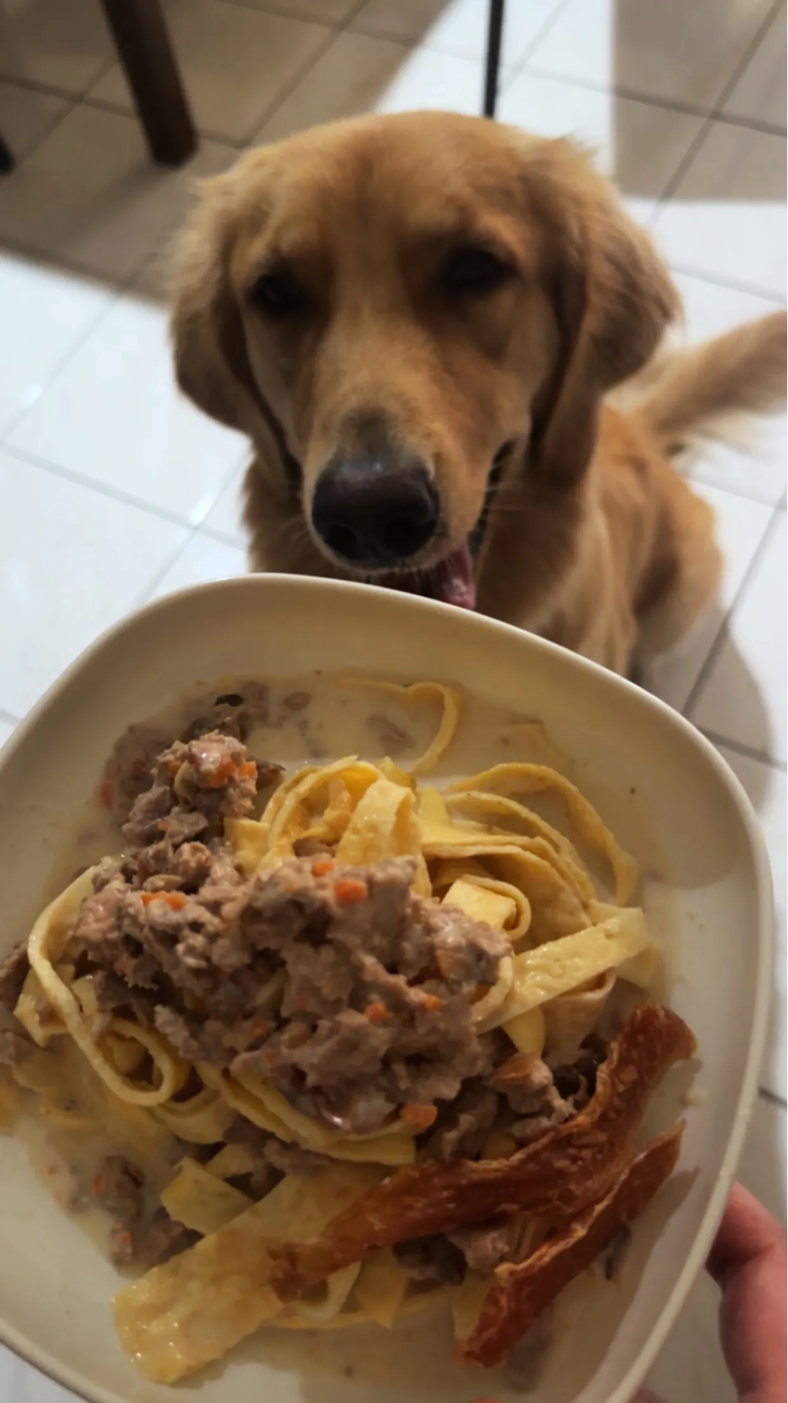Creamy pasta for dogs Image